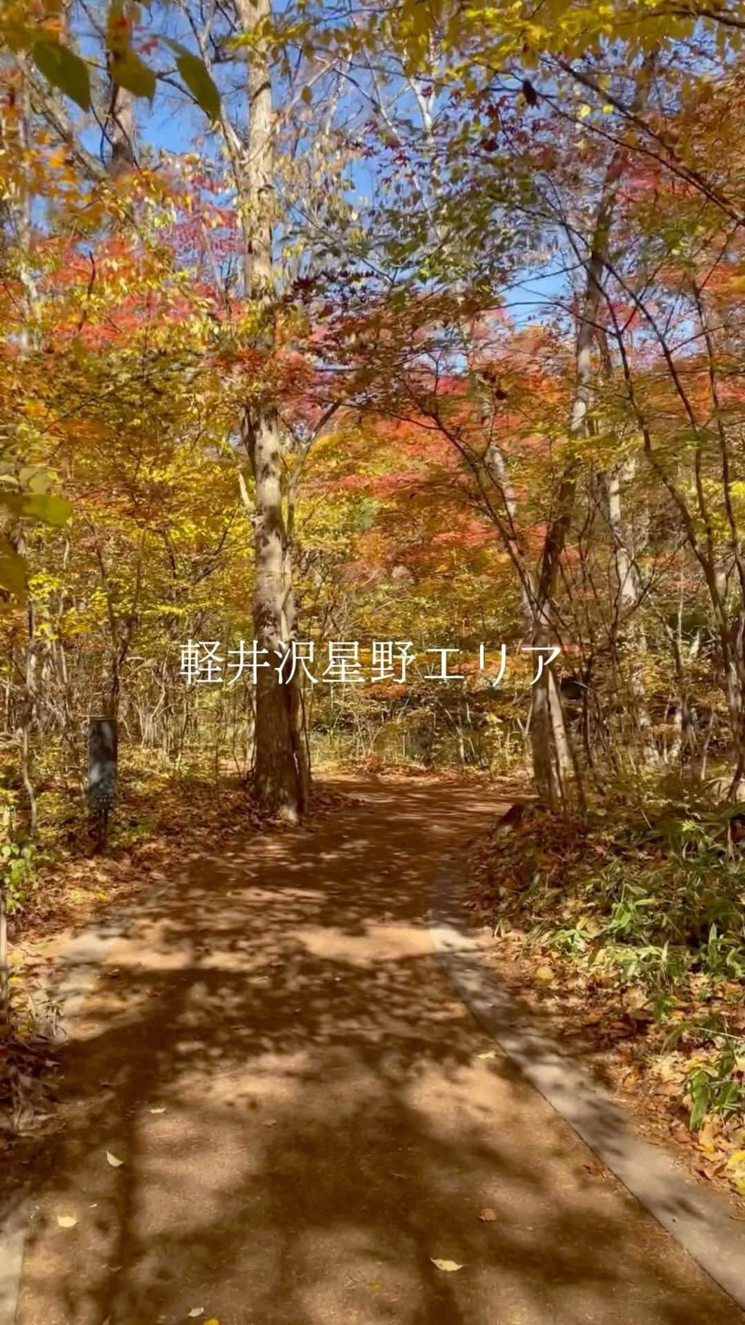 星野リゾートのインスタグラム：「【紅葉のピークを迎える軽井沢】 📍軽井沢星野エリア  紅葉のピークを迎えている軽井沢星野エリアから届いた動画をお届けします🍁 真っ赤なウルシやモミジに続き、11月になるとカラマツの黄葉が見ごろを迎えます！  #星野リゾート #hoshinoreosrts #星野エリア #ハルニレテラス #トンボの湯 #軽井沢旅行 #軽井沢観光」