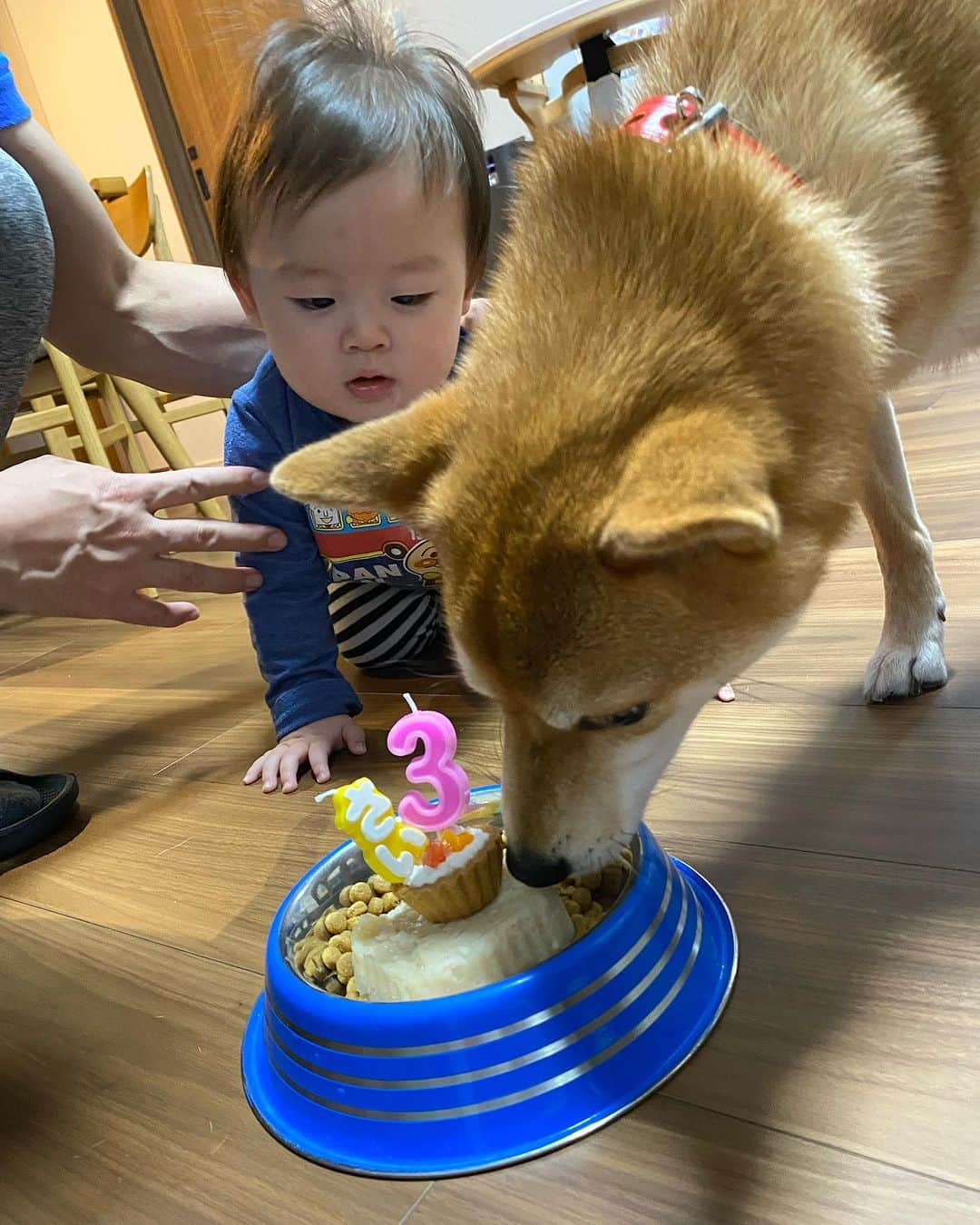 野崎鮎さんのインスタグラム写真 - (野崎鮎Instagram)「うちの長女愛犬まめちゃん🐕 11月1日犬の日 3歳のお誕生日🎉 プチケーキ🎂と美味しい鶏肉と大好物のおやつでお祝い🎁♥️ カットはしないけどシャンプーと爪切り等で キレイキレイ✨ ご飯もおやつもおもちゃも弟分に常に狙われてるけど 一切怒らない😭🤣 とーっても優しいお姉さんまめちゃん🐕♡♡ 弟分に優しくしてくれて一緒に遊んでくれてありがとね♡♡  弟分ができて、よりお姉さんらしくなったね🐕♡♡   #柴犬 #柴犬のいる暮らし  #柴犬大好き #しばすたぐらむ #シバスタグラム #いぬすたぐらむ #イヌスタグラム  #バースデー #birthday #happybirthday #family #赤柴 #女の子 #3歳  #犬の日  #柴犬と赤ちゃん  #おめでとう #誕生日   @mamechan1101」11月1日 19時16分 - ayu_nozaki