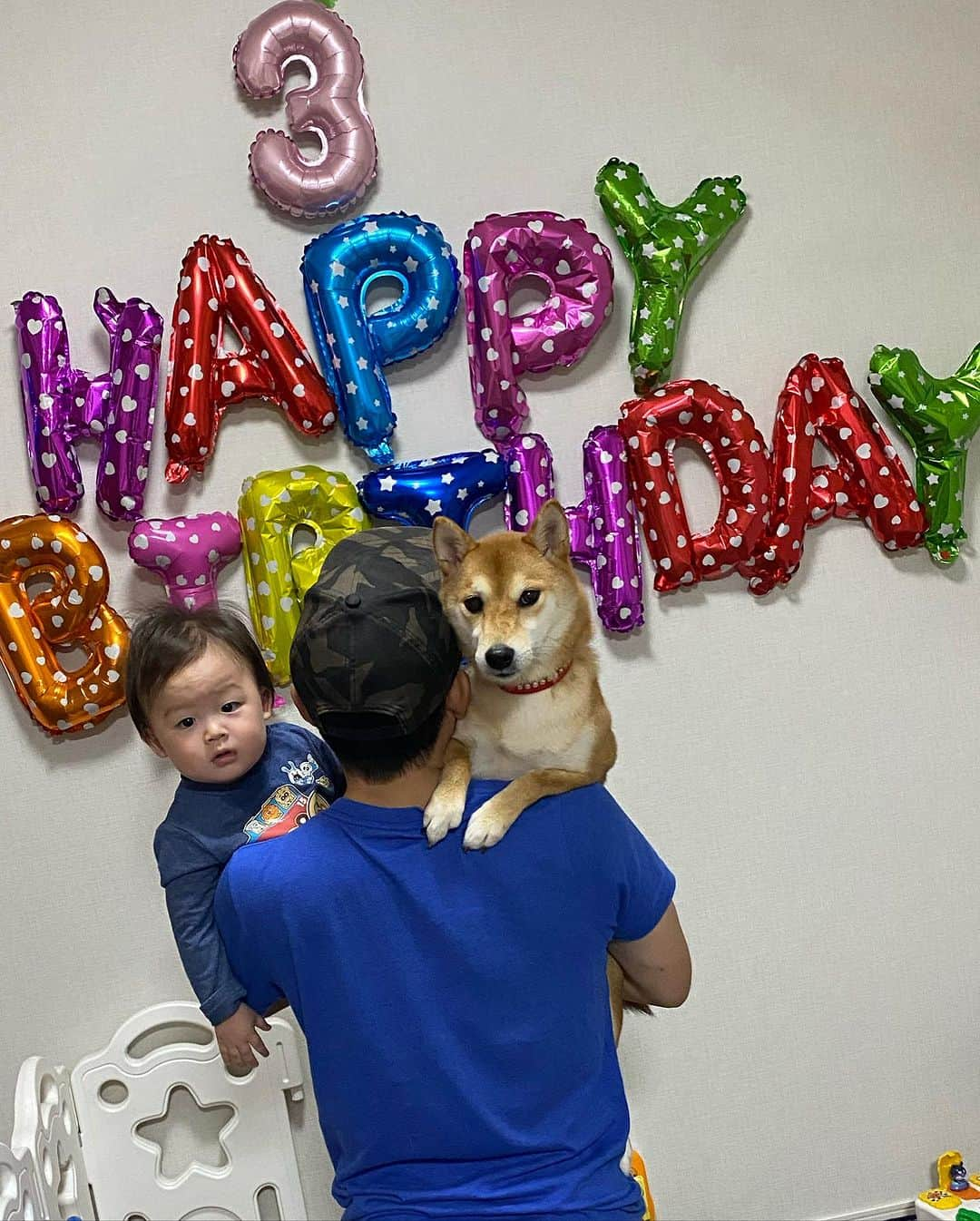 野崎鮎さんのインスタグラム写真 - (野崎鮎Instagram)「うちの長女愛犬まめちゃん🐕 11月1日犬の日 3歳のお誕生日🎉 プチケーキ🎂と美味しい鶏肉と大好物のおやつでお祝い🎁♥️ カットはしないけどシャンプーと爪切り等で キレイキレイ✨ ご飯もおやつもおもちゃも弟分に常に狙われてるけど 一切怒らない😭🤣 とーっても優しいお姉さんまめちゃん🐕♡♡ 弟分に優しくしてくれて一緒に遊んでくれてありがとね♡♡  弟分ができて、よりお姉さんらしくなったね🐕♡♡   #柴犬 #柴犬のいる暮らし  #柴犬大好き #しばすたぐらむ #シバスタグラム #いぬすたぐらむ #イヌスタグラム  #バースデー #birthday #happybirthday #family #赤柴 #女の子 #3歳  #犬の日  #柴犬と赤ちゃん  #おめでとう #誕生日   @mamechan1101」11月1日 19時16分 - ayu_nozaki