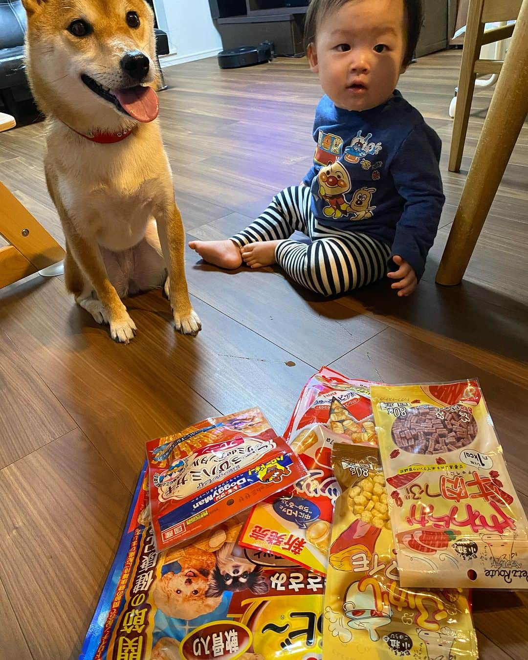 野崎鮎さんのインスタグラム写真 - (野崎鮎Instagram)「うちの長女愛犬まめちゃん🐕 11月1日犬の日 3歳のお誕生日🎉 プチケーキ🎂と美味しい鶏肉と大好物のおやつでお祝い🎁♥️ カットはしないけどシャンプーと爪切り等で キレイキレイ✨ ご飯もおやつもおもちゃも弟分に常に狙われてるけど 一切怒らない😭🤣 とーっても優しいお姉さんまめちゃん🐕♡♡ 弟分に優しくしてくれて一緒に遊んでくれてありがとね♡♡  弟分ができて、よりお姉さんらしくなったね🐕♡♡   #柴犬 #柴犬のいる暮らし  #柴犬大好き #しばすたぐらむ #シバスタグラム #いぬすたぐらむ #イヌスタグラム  #バースデー #birthday #happybirthday #family #赤柴 #女の子 #3歳  #犬の日  #柴犬と赤ちゃん  #おめでとう #誕生日   @mamechan1101」11月1日 19時16分 - ayu_nozaki