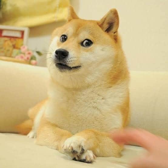 Anton Wormannさんのインスタグラム写真 - (Anton WormannInstagram)「🎉 Exciting News! 🎂🐕  🐕🇯🇵 Did you know that the famous DOGE meme dog, Kabosu, hails from Japan and is turning 18?  I’m thrilled to announce that I’ll be hosting a book talk about my upcoming book, ‘Free Houses in Japan,’ at her DOGE birthday party tomorrow. 📚 We have the honor of welcoming meme and crypto personalities from around the world to this special event. 🌏  The mayor of Sakura, Chiba, will be unveiling a bronze statue of Kabosu, making it a truly historic moment.  As the official release date of ‘Free Houses in Japan’ approaches next week the 7th of November, I’m feeling both nervous and excited at the same time. 📆🇯🇵! #DOGE #FreeHousesInJapan #Tokyo #MemeLegends #ExcitingTimes 🎉😊 #Tokyo #Japan」11月1日 19時18分 - antonwormann
