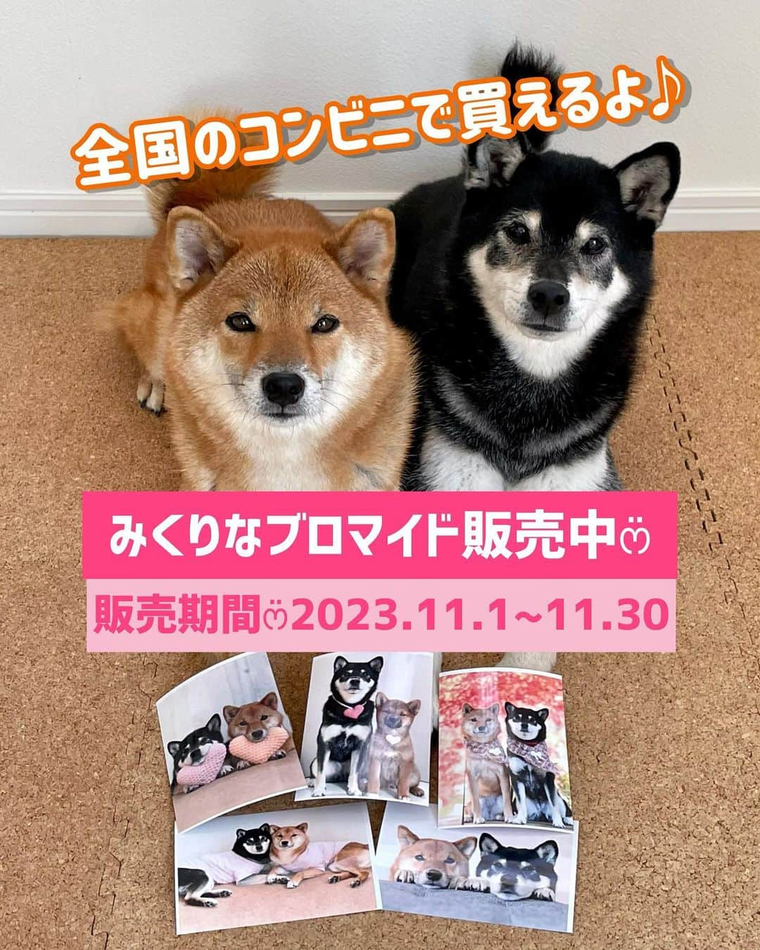 黒柴みくのインスタグラム：「11月1日の今日はワンワンワンで犬の日🐕💕 そこで♪今月1ヶ月限定で、なんと！！😃 全国のコンビニのeプリントサービスで、みくりなのブロマイドを購入できることになりました🐻🦊👏🏻 * ❶午前中にセブンイレブンに行って、早速購入して来たよ〜🙌🏻 簡単に購入出来ました☻︎ * ❷❸購入できるみくりなの写真は20枚あります。 販売する20枚を選ぶのに、迷いに迷って3日かかりました😆どれもお気に入りです💕 パピーみくとパピーりなも1枚ずつ入ってます。 スライドショーにしたので、良かったら見てね💕 * 1枚から購入できるので、気に入ったみくりなの写真があったら、ぜひ購入してね〜🐻🦊💕 * * 《販売方法 》写真紙L判：1枚400円  《販売期間》2023年11月1日~11月30日  《取扱店舗》セブンイレブン・ローソン・ファミリーマート・ミニストップ・デイリーヤマザキ・セイコーマート・ポプラ  《購入方法 》店舗のマルチコピー機を利用します。 商品ラインナップのコンテンツ番号でご購入できます。 →みくりなはWND46001〜WND46020 の20枚です。  コンビニによって、多少操作が違うのでストーリーズのリンク見てくださいね☺️ * 分からないことがあったら、DMください💌 * * 【犬の日ブロマイド】  https://www.e-printservice.net/content_detail/wanwanday  【購入方法】  https://www.e-printservice.net/shohin/number * * #犬の日ブロマイド #eプリントサービス  #黒柴 #赤柴  #柴  * 黒柴みく Miku 🐻 11 years old ❤︎girl 柴犬りな Rina 🦊 5 year old ❤︎girl  #みくりな202311 2023.11.1㊌」