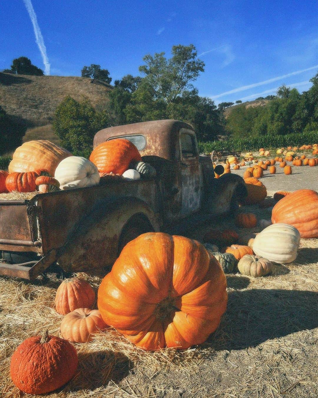 Kim Chiuさんのインスタグラム写真 - (Kim ChiuInstagram)「Pumpkin season in full swing be like…..🧡✨😜   #Chiurista #ootdksyc 🇺🇸」11月1日 19時25分 - chinitaprincess