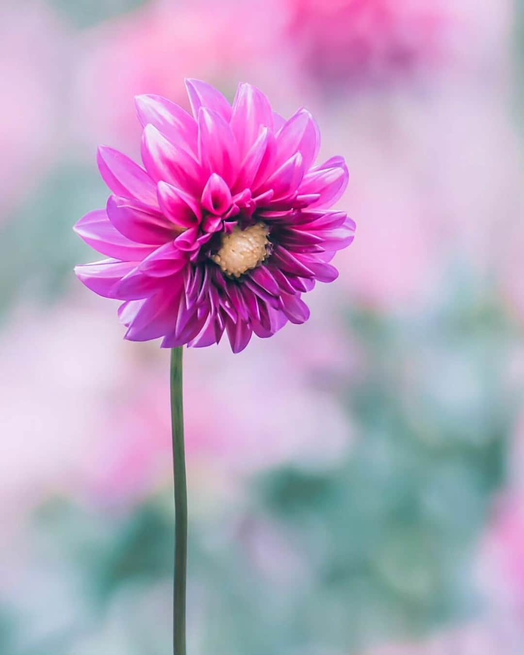 花の写真館のインスタグラム：「Photo by @ryu.ga.87. https://instagram.com/ryu.ga.87/ . Original Post[投稿いただいたURL] https://www.instagram.com/p/CyAqFuRvPnl/ . 本アカウントは、 #私の花の写真 をつけてInstagramに投稿された皆さまの花の写真や、「花の写真館」Facebookページで投稿された花の写真を紹介します。 「花の写真館」Facebookページは、「 @floral.photograph 」のプロフィールにあるURLからご覧ください。 . ※各種法令、マナー、関係者の指示に従った撮影をお願いします。 *Please ensure that your photography adheres to all relevant laws, etiquette, and instructions issued by authorized persons. ※本アカウントは東京カメラ部がFacebook、Instagramのサービスを利用して運営しているもので、Meta社・Instagramとは一切関係ありません。 . #花の写真館 #floralphotograph #floralphoto #flower #flowers Follow: @floral.photograph」