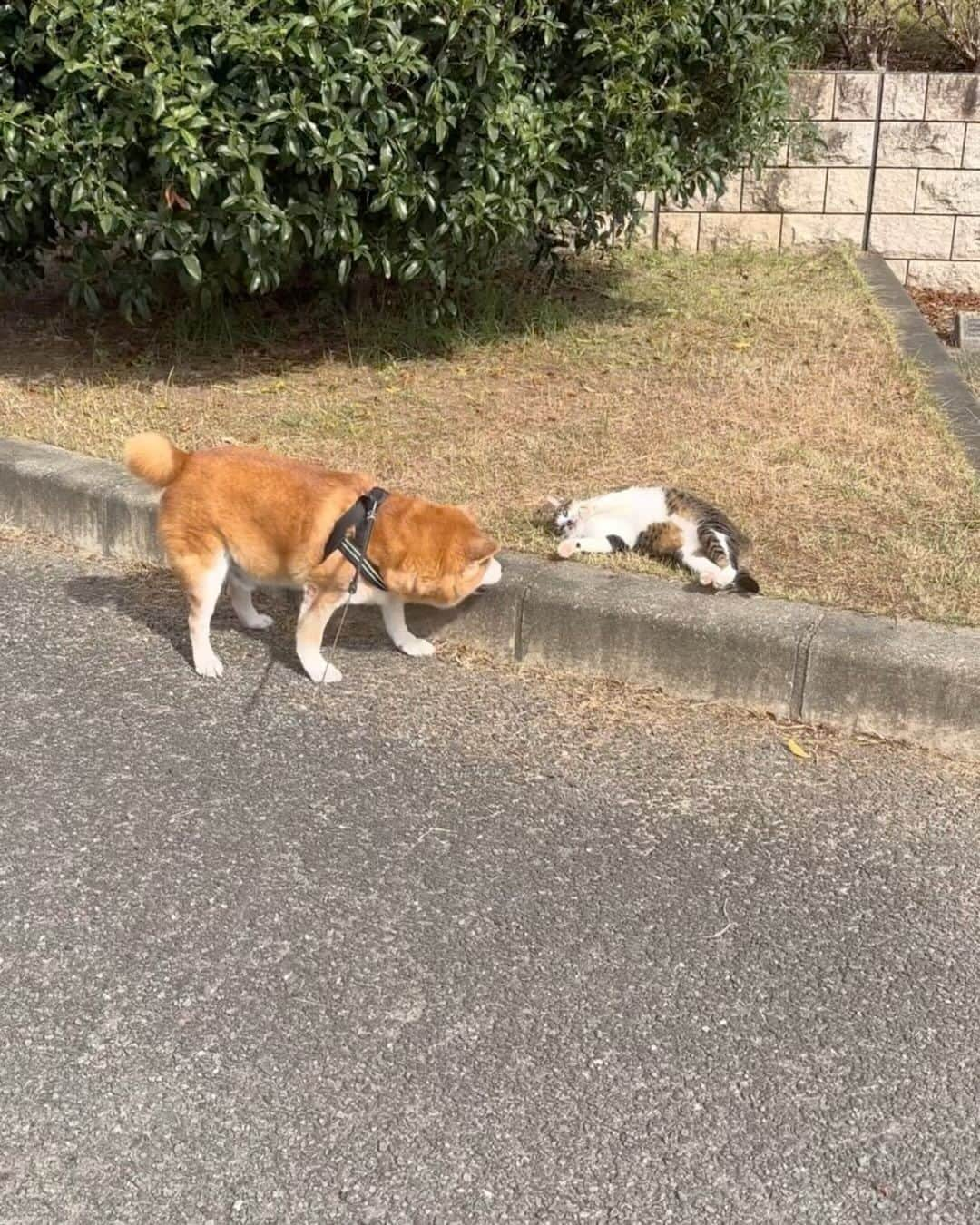 shibainu berryのインスタグラム：「I welcomed a stray cat into our family😽 It's her who was waiting for us in a park every day.  先日、いつもの公園でべりむくのインスタにも度々登場してる地域猫のキジちゃんを保護しました。 キジちゃんとは3年の付き合いになります🐱 おかん、べりむくがしばらく実家で生活することになるので公園に行けなくなること。いつからかキジちゃんが懐いて大雨の日も台風の日もおかんを待つようになって。  春ぐらいにキジちゃんと仲良かった地域猫が事故で亡くなって、それ以降キジちゃんが更におかんに依存してる気がして🥲 おかんが公園に着いたら走ってきて、帰る時は追いかけてきて🥲「キジちゃんを連れて帰らないといけない」と思いだした🥲 でも、うちは出張があって家を空けるし、おとんは猫アレルギー＋喘息😣(でも猫は大好きで猫ボランティアにも協力的✨) 長期保護になった場合に預かってもらってる実家は白血病キャリアのいまるを保護したことで他の猫と同居が難しい(猫同士で感染の可能性あり)😔  「キジちゃん、うちの環境が整ったら迎えに来るからもうしばらく待って💦」と思いながら秋になり😞  諸事情により、おかんべりむくがしばらく実家で生活することになって。 このタイミングで一旦連れて帰ることにしました✨  ジジババ「まさかキジちゃんまで来るとは…😦😧」とは言いながらもなんとか了承😅(キジちゃんの話はこれまでにもしていたので経緯は知っている) おとんも「いつか迎えてあげたいなぁ」と言ってくれてたので家族的には大変やけど賛成してくれて✨  しばらくの間、白血病のいまるは2階で過ごしてもらいます😞  産まれた時から外生活のキジちゃんなので、まだ環境の変化に慣れないけど、おかんと居る時はリラックスしてゴロゴロ言ってのんびり過ごしてます😽 無計画に保護したわけではなく、今後のことはきちんと考えてます😊  猫1匹ぐらいと思うかもしれないけど、猫を飼える環境でないうちにとっては重く大きな決断です。  ジジババにも多大な迷惑をかけつつ😅 ゴロゴロ甘えるキジちゃんを見ると、家に迎えたことは間違ってなかったと思います☺️ 実家ではまだキジちゃんとべりむくは会わせてません😓キジちゃんが家に慣れてから… べりむくと家で一緒に過ごせるか、というところがまた問題💣  過酷な環境で暮らす猫が減っていきますように🙏 保護猫、地域猫のアカウント @tokushima.no.okan🐱 #外猫から家猫へ #地域猫 #さくら猫 #外猫 #ペットショップに行く前に #殺処分ゼロ #保護猫を家族に #保護猫を飼おう #猫との暮らし #徳島県 #徳島  #TNR #TNR活動 #猫ボランティア」