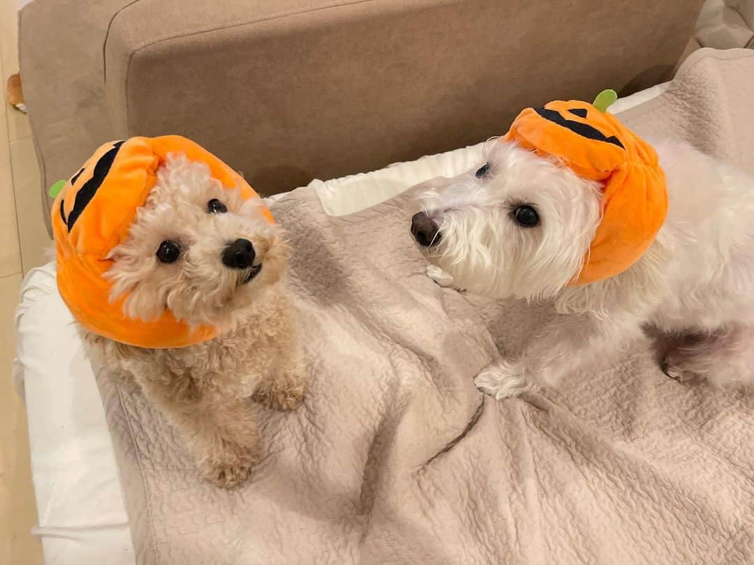 浦まゆさんのインスタグラム写真 - (浦まゆInstagram)「. 息子たちとのささやかなハロウィン🎃 何とも言えない表情ががたまらなーい🧛‍♀️❤️‍🩹」11月1日 19時58分 - uramayu0908