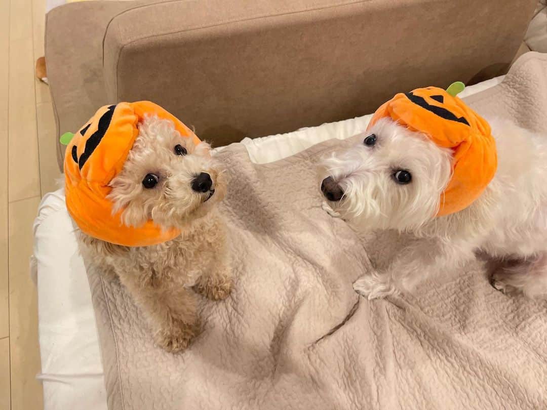 浦まゆのインスタグラム：「. 息子たちとのささやかなハロウィン🎃 何とも言えない表情ががたまらなーい🧛‍♀️❤️‍🩹」