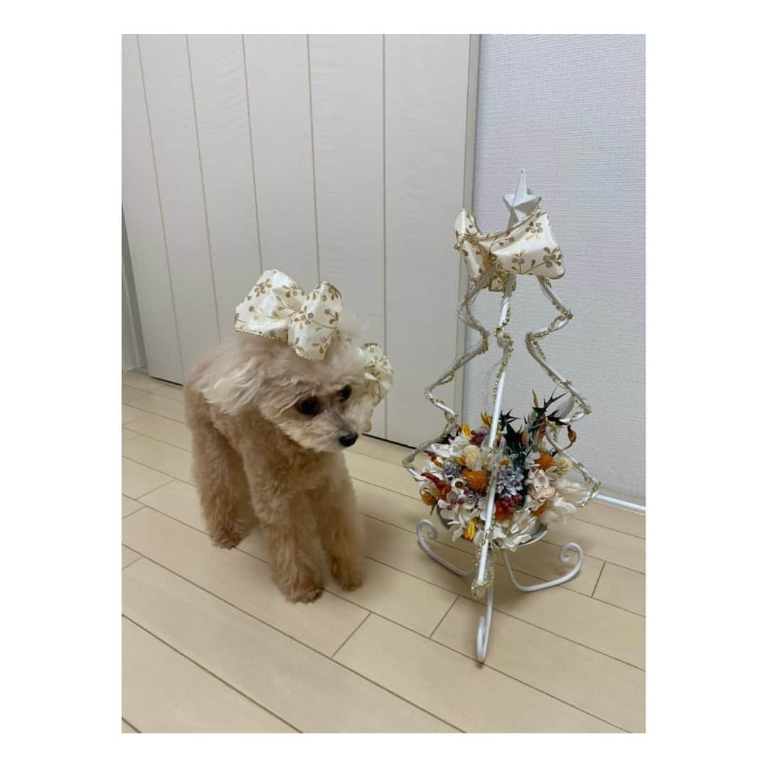 岡副麻希さんのインスタグラム写真 - (岡副麻希Instagram)「きょうは わん！わん！わん！の日ですね🐶 ⁡ この夏、愛犬の姫ちゃんが旅立ちました 17歳と11か月という大往生✨ ⁡ だいすきなままが突然居なくなってしまって すごくすごく不安そうに、寂しがっていた姫、 玄関でひたすらに帰りを待ち続ける 小さな背中を見ると胸が張り裂けそうでした ⁡ きっと今ごろは ままに抱っこしもらって安心できてるはず🥰 ⁡ たくさんの幸せな気持ちと笑顔を運んできてくれて 本当にありがとう🤍🤍 ずっとずっとずっと大好きだよ！ ⁡ ⁡ こちらでも姫のことを気にかけて下さる方が いてくださること、嬉しかったです。 ⁡いちごちゃんは ままが撮ってくれた最後のツーショット🤳💕 私の宝物💕姫は嫌そうだけど笑 ⁡ ⁡ #すこしサイズが大きくて #重そうだった笑 #いちごちゃん　 #🍓🍓🍓」11月1日 20時07分 - maki_okazoe_official