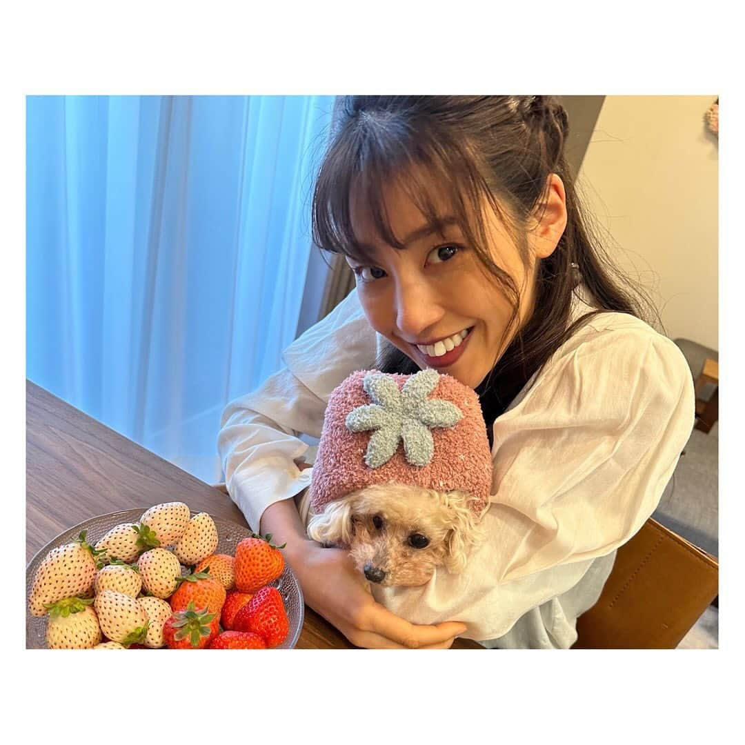 岡副麻希さんのインスタグラム写真 - (岡副麻希Instagram)「きょうは わん！わん！わん！の日ですね🐶 ⁡ この夏、愛犬の姫ちゃんが旅立ちました 17歳と11か月という大往生✨ ⁡ だいすきなままが突然居なくなってしまって すごくすごく不安そうに、寂しがっていた姫、 玄関でひたすらに帰りを待ち続ける 小さな背中を見ると胸が張り裂けそうでした ⁡ きっと今ごろは ままに抱っこしもらって安心できてるはず🥰 ⁡ たくさんの幸せな気持ちと笑顔を運んできてくれて 本当にありがとう🤍🤍 ずっとずっとずっと大好きだよ！ ⁡ ⁡ こちらでも姫のことを気にかけて下さる方が いてくださること、嬉しかったです。 ⁡いちごちゃんは ままが撮ってくれた最後のツーショット🤳💕 私の宝物💕姫は嫌そうだけど笑 ⁡ ⁡ #すこしサイズが大きくて #重そうだった笑 #いちごちゃん　 #🍓🍓🍓」11月1日 20時07分 - maki_okazoe_official