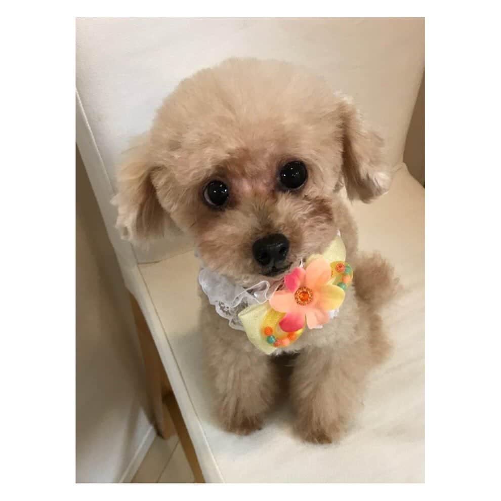 岡副麻希さんのインスタグラム写真 - (岡副麻希Instagram)「きょうは わん！わん！わん！の日ですね🐶 ⁡ この夏、愛犬の姫ちゃんが旅立ちました 17歳と11か月という大往生✨ ⁡ だいすきなままが突然居なくなってしまって すごくすごく不安そうに、寂しがっていた姫、 玄関でひたすらに帰りを待ち続ける 小さな背中を見ると胸が張り裂けそうでした ⁡ きっと今ごろは ままに抱っこしもらって安心できてるはず🥰 ⁡ たくさんの幸せな気持ちと笑顔を運んできてくれて 本当にありがとう🤍🤍 ずっとずっとずっと大好きだよ！ ⁡ ⁡ こちらでも姫のことを気にかけて下さる方が いてくださること、嬉しかったです。 ⁡いちごちゃんは ままが撮ってくれた最後のツーショット🤳💕 私の宝物💕姫は嫌そうだけど笑 ⁡ ⁡ #すこしサイズが大きくて #重そうだった笑 #いちごちゃん　 #🍓🍓🍓」11月1日 20時07分 - maki_okazoe_official