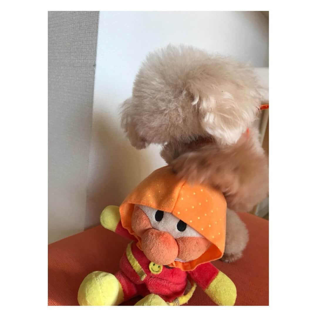 岡副麻希さんのインスタグラム写真 - (岡副麻希Instagram)「きょうは わん！わん！わん！の日ですね🐶 ⁡ この夏、愛犬の姫ちゃんが旅立ちました 17歳と11か月という大往生✨ ⁡ だいすきなままが突然居なくなってしまって すごくすごく不安そうに、寂しがっていた姫、 玄関でひたすらに帰りを待ち続ける 小さな背中を見ると胸が張り裂けそうでした ⁡ きっと今ごろは ままに抱っこしもらって安心できてるはず🥰 ⁡ たくさんの幸せな気持ちと笑顔を運んできてくれて 本当にありがとう🤍🤍 ずっとずっとずっと大好きだよ！ ⁡ ⁡ こちらでも姫のことを気にかけて下さる方が いてくださること、嬉しかったです。 ⁡いちごちゃんは ままが撮ってくれた最後のツーショット🤳💕 私の宝物💕姫は嫌そうだけど笑 ⁡ ⁡ #すこしサイズが大きくて #重そうだった笑 #いちごちゃん　 #🍓🍓🍓」11月1日 20時07分 - maki_okazoe_official