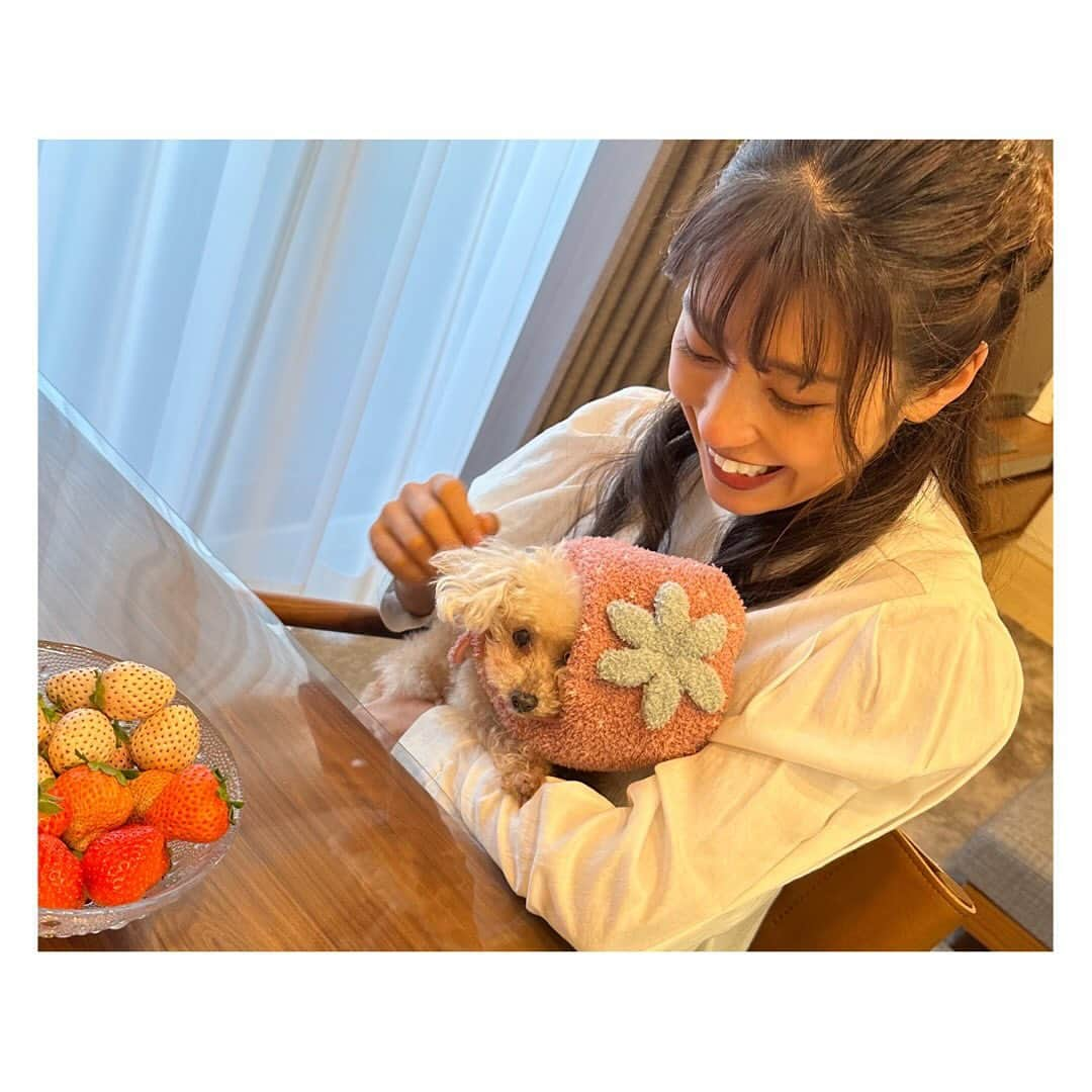 岡副麻希さんのインスタグラム写真 - (岡副麻希Instagram)「きょうは わん！わん！わん！の日ですね🐶 ⁡ この夏、愛犬の姫ちゃんが旅立ちました 17歳と11か月という大往生✨ ⁡ だいすきなままが突然居なくなってしまって すごくすごく不安そうに、寂しがっていた姫、 玄関でひたすらに帰りを待ち続ける 小さな背中を見ると胸が張り裂けそうでした ⁡ きっと今ごろは ままに抱っこしもらって安心できてるはず🥰 ⁡ たくさんの幸せな気持ちと笑顔を運んできてくれて 本当にありがとう🤍🤍 ずっとずっとずっと大好きだよ！ ⁡ ⁡ こちらでも姫のことを気にかけて下さる方が いてくださること、嬉しかったです。 ⁡いちごちゃんは ままが撮ってくれた最後のツーショット🤳💕 私の宝物💕姫は嫌そうだけど笑 ⁡ ⁡ #すこしサイズが大きくて #重そうだった笑 #いちごちゃん　 #🍓🍓🍓」11月1日 20時07分 - maki_okazoe_official