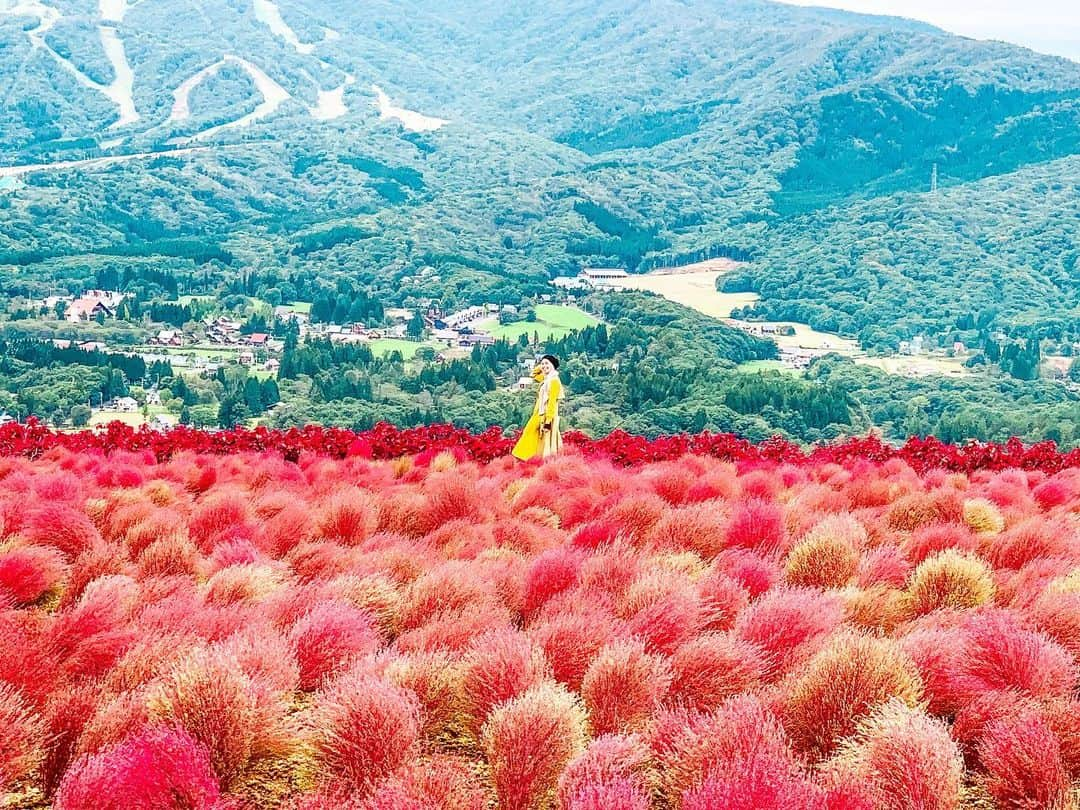 AMIのインスタグラム：「❁.*･ﾟ  Hello November🗓  大好きな季節がやってきた🍁  秋になるといつもあと2ヶ月とちょっとしたら また歳をとる事を思い出させてくれる季節でもある🤦🏼‍♀️ ̖́-笑  今年は紅葉見に行く予定ができたので楽しみ( *ˊᵕˋ)ﾉ  秋は紅葉見に行くことが多いけど、コキアも綺麗だったなぁ〜 これは去年の写真だよ📸  📍#ひるがの高原  #岐阜  Hirugano kougen  Gifu 🅿️無料あり 💰大人往復リフト券 1400円 Lift ride ¥1400  Musim yg paling aku sukai🧡         *☼*―――――*☼*―――――*☼*―――――*☼*――― #コキア #ひるがの高原コキアパーク #ひるがの高原 #ひるがの高原スキー場 #絶景スポット #秋 #お出かけスポット #岐阜旅行 #自然が大好き #コキア紅葉 #写真好きなひとと繋がりたい #旅行好き女子 #インスタ映えスポット #フォトジェニックスポット #hijab #genic_travel #genic_japan #kochia #tabijyomap_japan #funtotrip #retrip_nippon #retrip_news #l4likes #funtotrip」