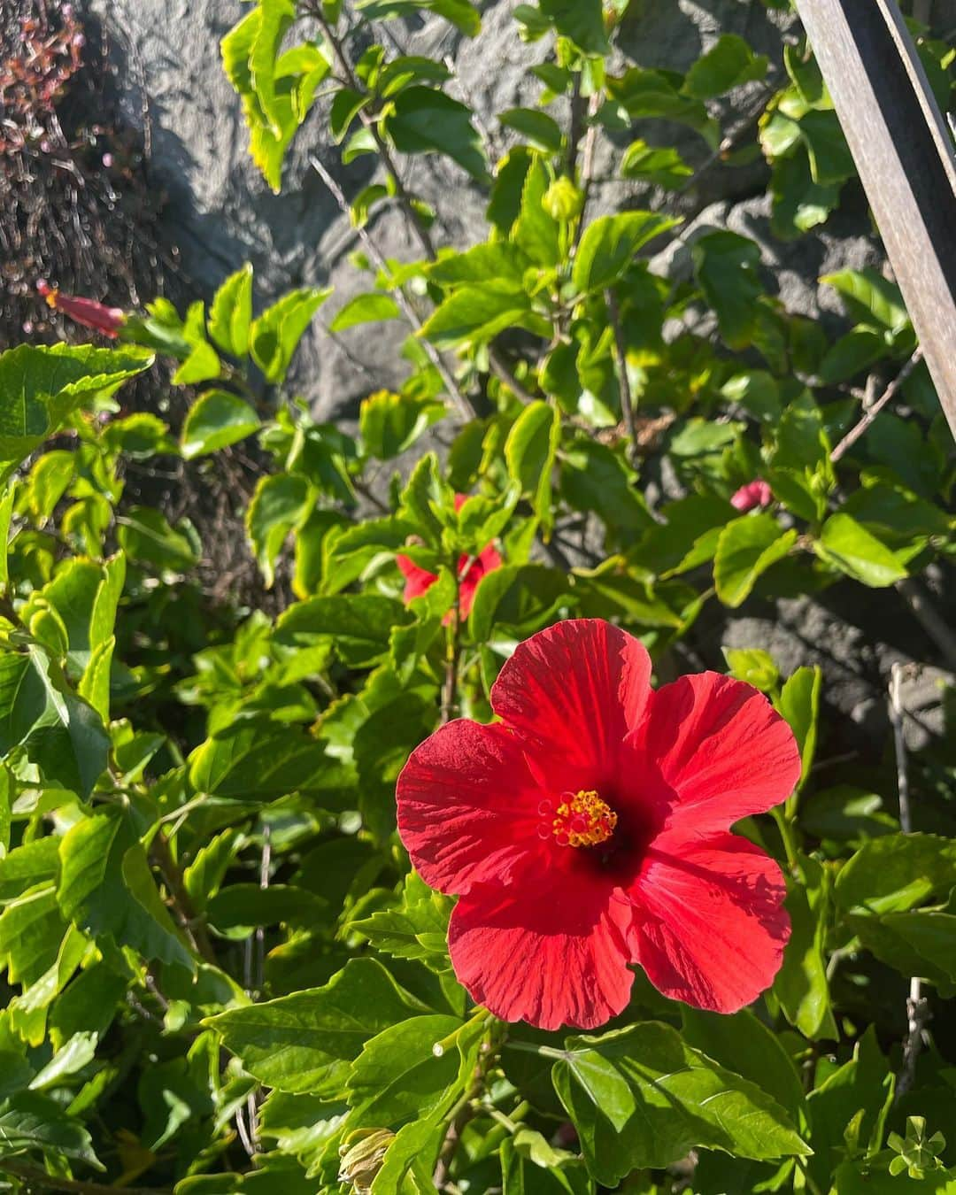 夏希リラさんのインスタグラム写真 - (夏希リラInstagram)「近所の好きなお店でランチ🥯 今日はお母さんとゆっくり散歩した日🌱 ここ数年2人でゆっくり過ごすことがなかったからすごく特別な時間に感じた☀️ 今日暑すぎてニット帽被ったけどすぐ脱いだよー🤣🤣 ハイビスカスも元気に咲いててまだ夏かな？って気持ちになれた🌺✌️   #湘南 #休日 #鎌倉 #長谷 #由比ヶ浜 #海 #お散歩」11月1日 20時50分 - rira_buu