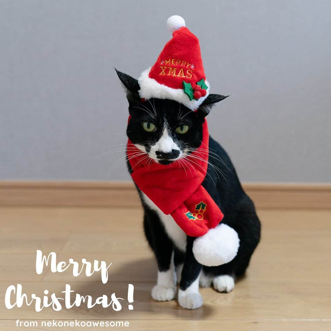 awesomestoreのインスタグラム：「Merry Xmas🎄 なんてかわいいサンタさん… ねこちゃんもわんちゃんも着用可能です🥰  かわいいサンタさんたくさん見たいです…🥰  #awesomestore#オーサムストア#雑貨#暮らし#日用品#生活雑貨#プチプラ#プチプラグッズ#プチプラアイテム#雑貨好きな人と繋がりたい #雑貨好き#おしゃれ雑貨 #ユニセックスブランド #アメリカン雑貨#036pets #クリスマス#クリスマスプレゼント #ねこすたぐらむ #猫部 #ねこのいる生活 #猫 #犬のいる暮らし #犬スタグラム #いぬ #犬好きな人と繋がりたい #猫好きさんと繋がりたい #とにかくかわいすぎる」