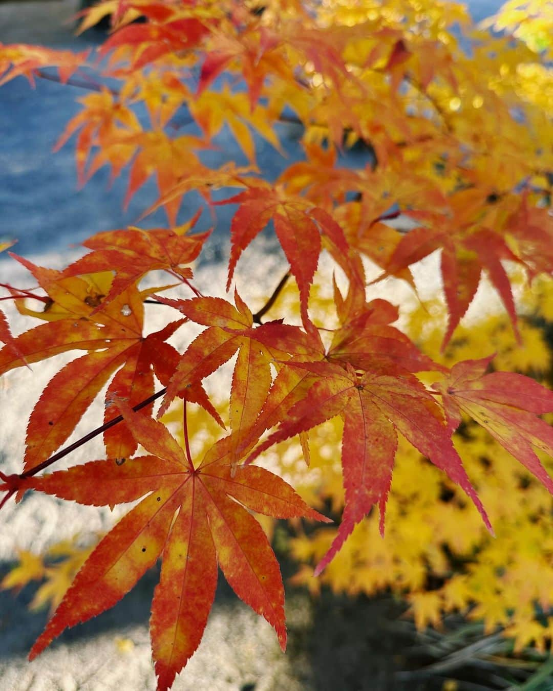 EMIのインスタグラム：「⭐︎ 🍁🍁🍁」