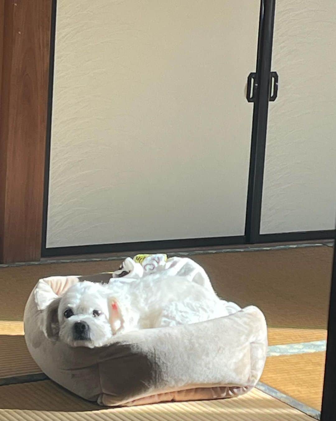 風見和香さんのインスタグラム写真 - (風見和香Instagram)「. . 最近のクーさんです  もうおじいちゃんだから大体寝てるのだけど、今はいろんなところについて来るのにハマっているのか昨日母まると冬服が入った大きい箱を自分の部屋に運ぼうとして階段登ってるときもついてきて、クーちゃん危ないからどいて！って母まると言ってました😂😂  最後の動画は音ありで聞いてみてください、、笑  #私立恵比寿中学 #エビ中 #風見和香 #ののかまる #fjk #07 #犬 #dog #本名はqoo #犬のいる暮らし #愛犬 #ペキプー #癒し」11月1日 21時09分 - nonoka_kazami_official
