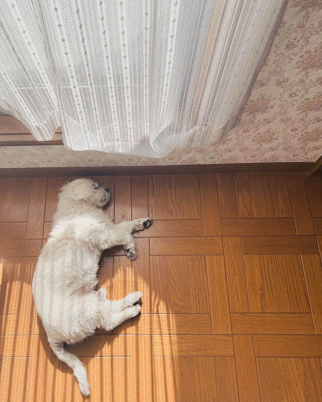 風見和香さんのインスタグラム写真 - (風見和香Instagram)「. . 最近のクーさんです  もうおじいちゃんだから大体寝てるのだけど、今はいろんなところについて来るのにハマっているのか昨日母まると冬服が入った大きい箱を自分の部屋に運ぼうとして階段登ってるときもついてきて、クーちゃん危ないからどいて！って母まると言ってました😂😂  最後の動画は音ありで聞いてみてください、、笑  #私立恵比寿中学 #エビ中 #風見和香 #ののかまる #fjk #07 #犬 #dog #本名はqoo #犬のいる暮らし #愛犬 #ペキプー #癒し」11月1日 21時09分 - nonoka_kazami_official