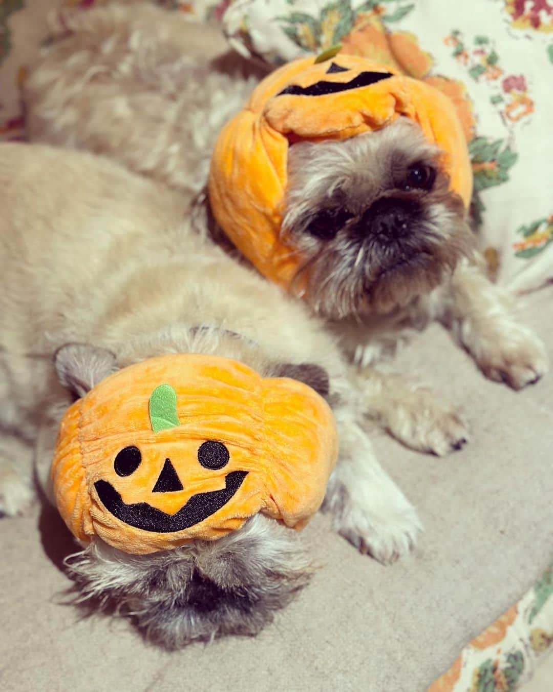 シャーロットオリンピアさんのインスタグラム写真 - (シャーロットオリンピアInstagram)「Forever Halloween 🕸️ #charlottesweb」11月1日 21時14分 - charlotteolympia