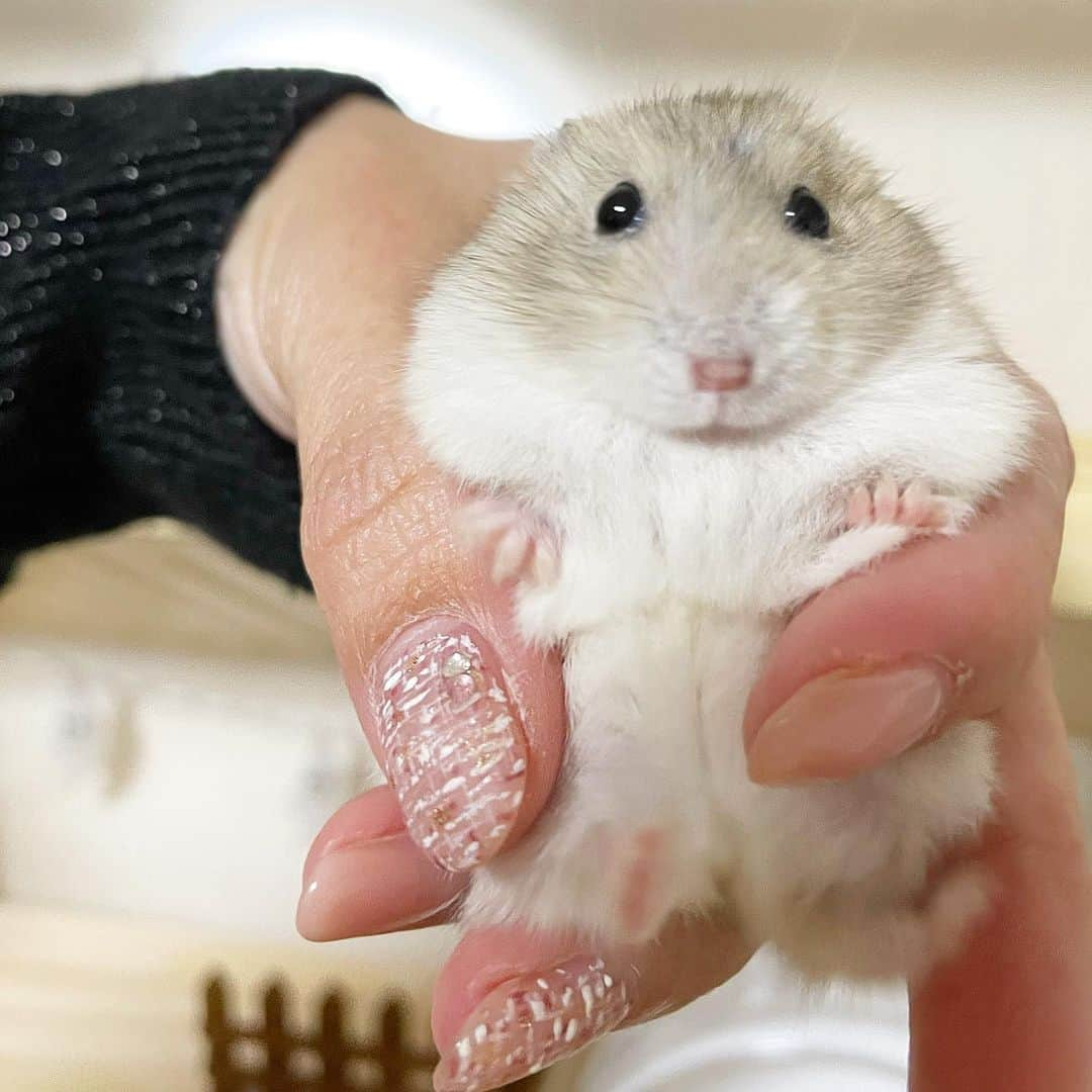 hamster_mocoのインスタグラム：「およよよ〜🙌🏼🐹💦  持ち上げたら足バタバタして可愛い🤭💛 ※優しく握ってるから痛くないよ☺️心配しないでね。 2023.11.1 ✼••┈┈••✼••┈┈••✼••┈┈••✼••┈┈••✼ #ハムスターゆず#ハムスター#ジャンガリアンハムスター#ジャンガリアン#ジャンガリアンプディング#プディングジャンガリアン#イエロージャンガリアン#ふわもこ部 #モフモフ#ペット#親バカ部 #hamster#djungarian#hamstagram#hammy#happy_pets#PET_OF_OUR_WORLD#igersjp#ig_japan#instapet#weeklyfluff#kawaii#cute#仓鼠#정글리안#햄스터」