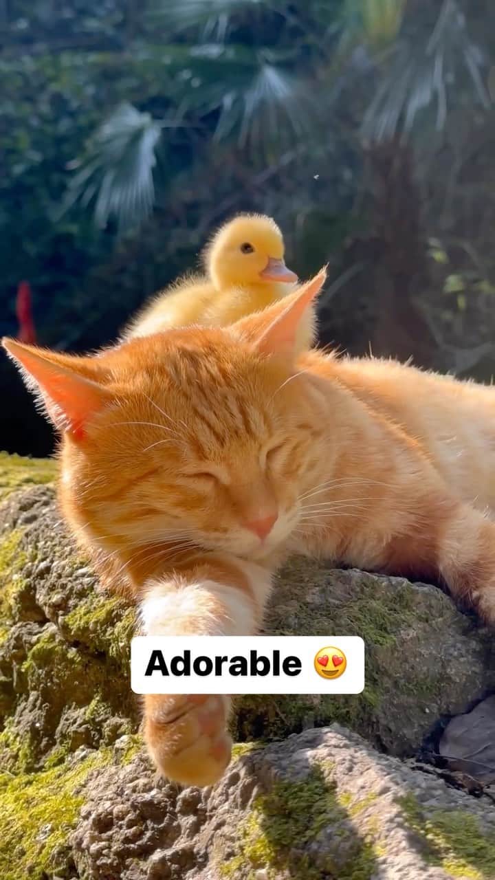 Cute Pets Dogs Catsのインスタグラム：「Adorable 😍  Credit: adorable @桔桔的茶园小动物 | DY ** For all crediting issues and removals pls 𝐄𝐦𝐚𝐢𝐥 𝐮𝐬 ☺️  𝐍𝐨𝐭𝐞: we don’t own this video/pics, all rights go to their respective owners. If owner is not provided, tagged (meaning we couldn’t find who is the owner), 𝐩𝐥𝐬 𝐄𝐦𝐚𝐢𝐥 𝐮𝐬 with 𝐬𝐮𝐛𝐣𝐞𝐜𝐭 “𝐂𝐫𝐞𝐝𝐢𝐭 𝐈𝐬𝐬𝐮𝐞𝐬” and 𝐨𝐰𝐧𝐞𝐫 𝐰𝐢𝐥𝐥 𝐛𝐞 𝐭𝐚𝐠𝐠𝐞𝐝 𝐬𝐡𝐨𝐫𝐭𝐥𝐲 𝐚𝐟𝐭𝐞𝐫.  We have been building this community for over 6 years, but 𝐞𝐯𝐞𝐫𝐲 𝐫𝐞𝐩𝐨𝐫𝐭 𝐜𝐨𝐮𝐥𝐝 𝐠𝐞𝐭 𝐨𝐮𝐫 𝐩𝐚𝐠𝐞 𝐝𝐞𝐥𝐞𝐭𝐞𝐝, pls email us first. **  #catasticworld #catsofgram #catsforlife #catslifestyle #catsplaying #catssleeping」