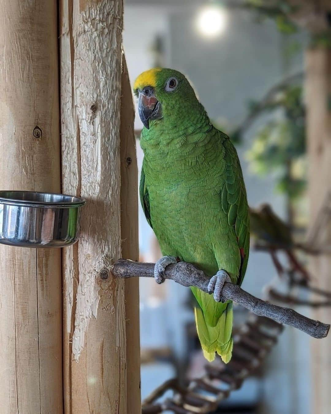 古河由衣さんのインスタグラム写真 - (古河由衣Instagram)「‪🦜‬とおねえさん。 アニミルお台場おすすめしてもらって行ったけど すごく癒された🥰」11月1日 21時41分 - furuyuistagram