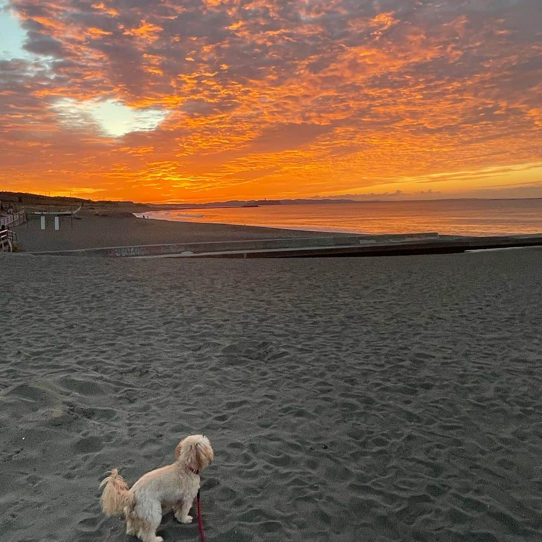 ハルペイさんのインスタグラム写真 - (ハルペイInstagram)「🐶今日は犬の日だって❤️ 世界中のわんこたちがしあわせでありますように🙏❤️ #犬の日#🐶❤️ #doginstagram  #개 #狗  . #harupei#ハルペイ#doodle#draw#drawing#illustrator#illustration#japan#絵#雑貨#湘南#イラスト#イラストレーター#ゆるい」11月1日 21時50分 - harupeipei