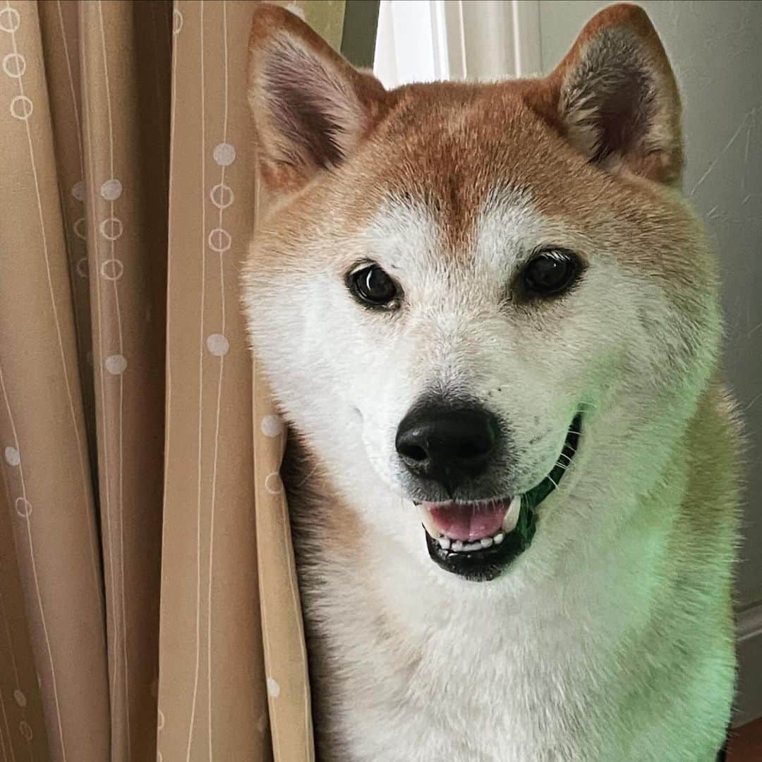 Hanamichi ＆ ℕㆁℜ〡ｋㆁ♡さんのインスタグラム写真 - (Hanamichi ＆ ℕㆁℜ〡ｋㆁ♡Instagram)「最近は目も耳も鼻も悪くなってトイレも近くなってお顔も真っ白になっちゃったけど、歳を重ねるほど可愛らしくなるって本当なんだなぁ❤︎ 犬の日に愛を込めて。いつもありがとう☺︎  #犬の日 #わんわんの日  #ただ幸せが一日でも多く側にありますように  #柴犬 #しばいぬ #子犬 #わんこ #dog #shiba #puppy #love #cute #shibastagram #dogsofinstagram  #🐕」11月1日 21時50分 - nyoriri