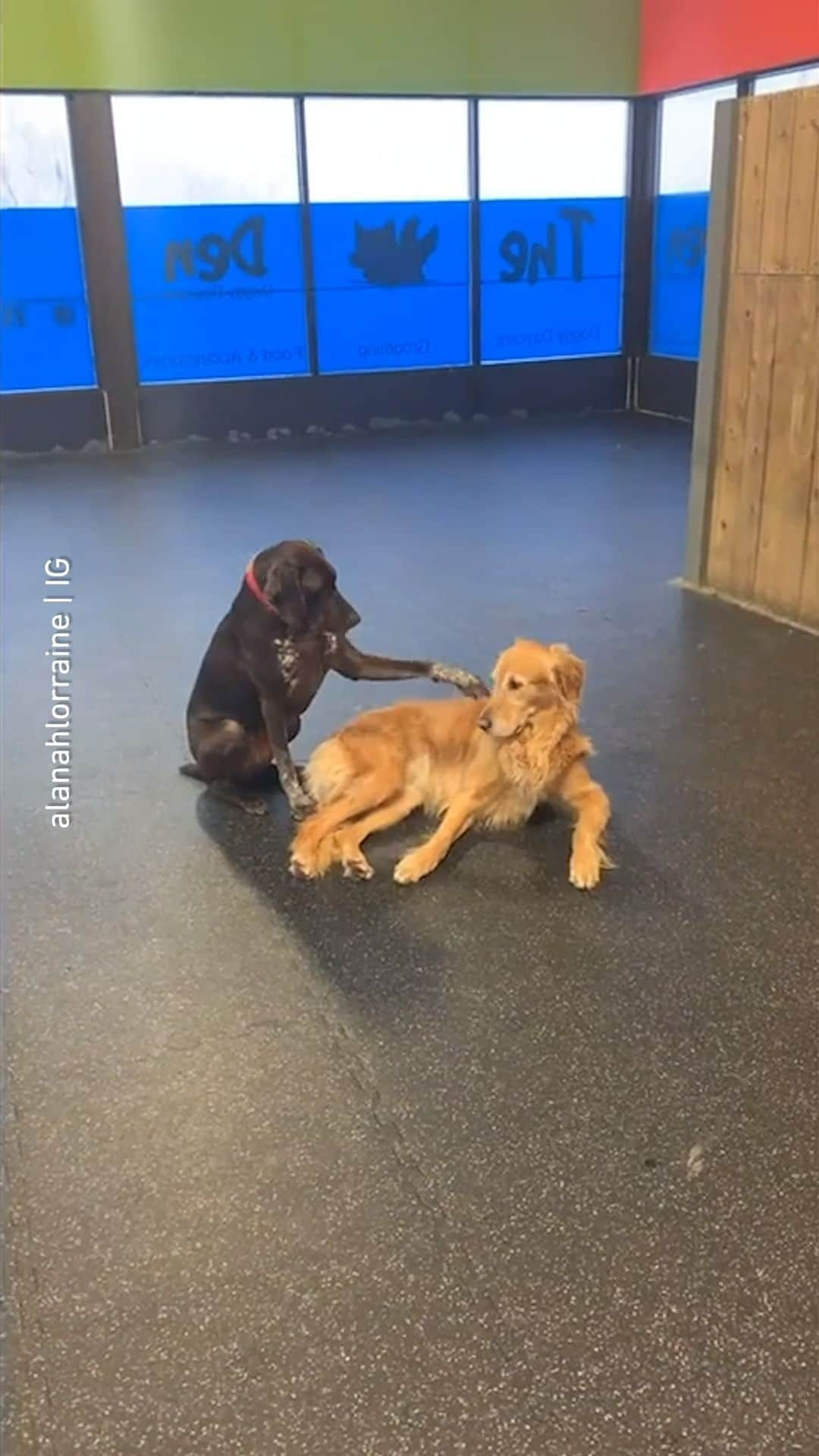 8crapのインスタグラム：「This is Ruby, and she likes to make new friends at the doggy daycare 📹 @alanahlorraine - #barked #dog #doggo」