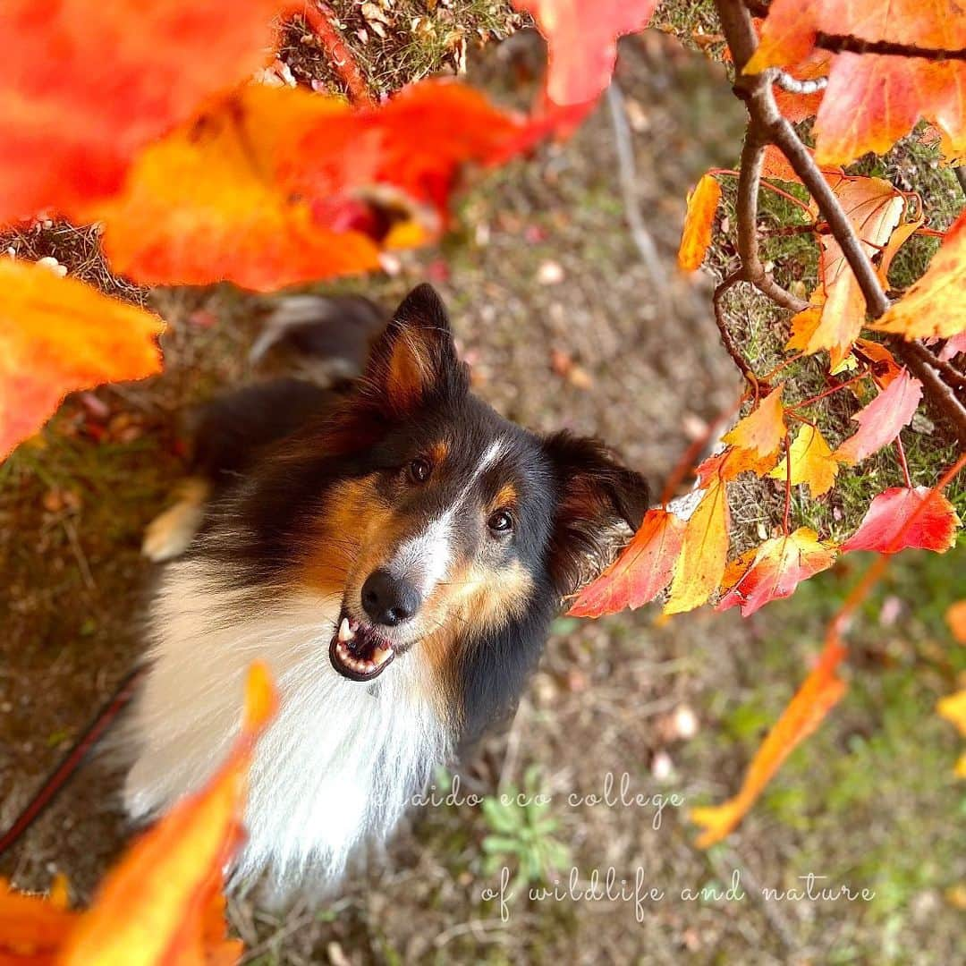 hokkaidoecoのインスタグラム：「秋ですね🍁  #北海道エコ #動物 #専門学校 #動物専門学校 #動物好きな人と繋がりたい #北海道エコ動物自然専門学校 #動物のいる暮らし #animals #animalphotography #いぬすたぐらむ  #いぬのきもち  #わんこのいる生活  #わんこすたぐらむ  #いぬすたぐらむ  #シェルティ  #しぇるてぃー  #doglover  #dogsofinstagram」