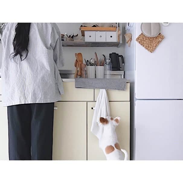 ito no otoのインスタグラム：「--  11 / 1  ワンちゃんの日と聞いたので 記念に残しておきます。  「🐶♂ちくわ ５歳半」  臆病さんでドジっ子。吠えたりしない大人しい子。 甘えん坊で抱っこが大好き。でも中身は小さいおじさん。  毎日一緒に寝て(いびきはちょいうるさい) お風呂に入って、 どんな時も、 どこに行くのも一緒な 大切な大切な家族。 これからも長生きしてね。  -- #犬#いぬ#いぬすたぐらむ#犬の日#チワワ#家族」