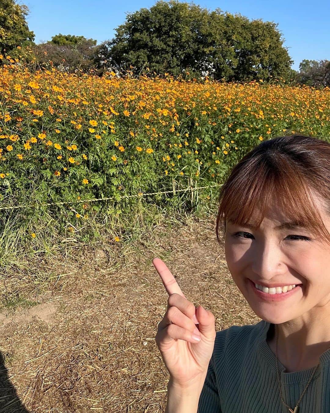 紗那ゆずはさんのインスタグラム写真 - (紗那ゆずはInstagram)「＊ お散歩オススメスポット🐶  ⭐️武庫川髭の渡しコスモス園⭐️  550万本のコスモスがお出迎えしてくれるスポット。 こちらは、駐車料金は500園かかりますが、入場は無料！ 木陰も多くあるので、シートを敷いてお昼やおやつを楽しむのもよし🙆‍♀️ わんちゃんと撮影を楽しむのもよし🙆‍♀️  癒しの時間を過ごす事ができます。  ただ、土日は混雑が予想されますので、平日の方がオススメかなぁー？？ 我が家も末っ子のみ連れて、ゆっくり楽しんでまいりました♡  なぜか、季節外れの桜🌸まで咲いていて、なんだかお得気分🤭  キバナコスモスも綺麗だけれど、 スタンダード？な紫色が私は、やはり好きなようです。  皆さんはどちらがお好きですかー？ 教えてくださいね♡  住所→尼崎市常松2丁目及び西昆陽4丁目の武庫川河川敷（兵庫県動物愛護センター南側）  https://www.city.amagasaki.hyogo.jp/manabu/flower/082kosumosu.htmlより  #武庫川髭の渡しコスモス園 #コスモス畑 #わんこのいる生活 #わんことお出かけ #こどもとおでかけ #こどもとあそぶ  #ルナシェンヌ #わんこのふりかけ #宝塚歌劇団」11月1日 22時20分 - mitsuko_0318