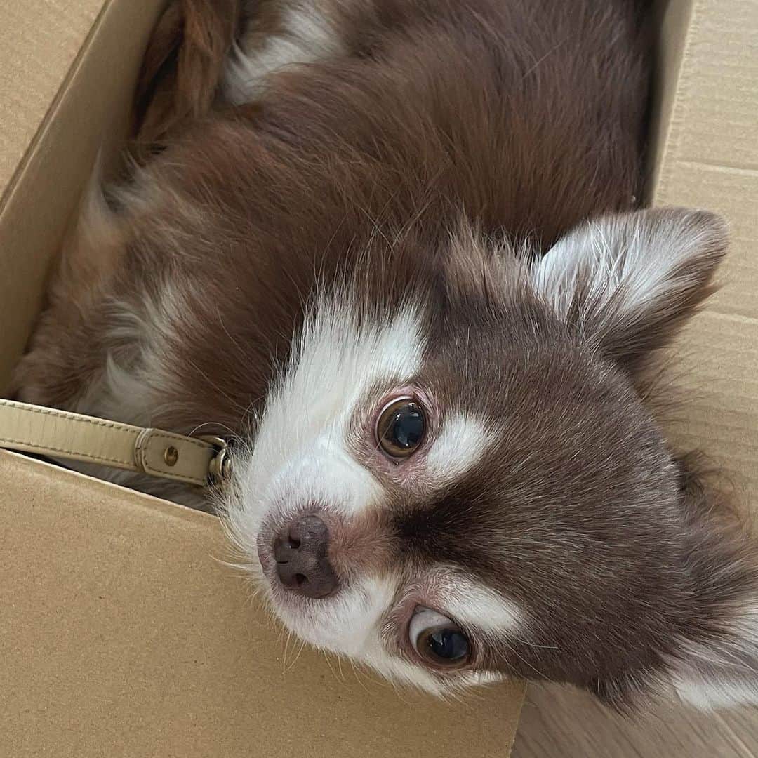 Tomomi Teradaのインスタグラム：「why so cute📦🥹✨ #本日のチュロ #ちょこたんちわわ」