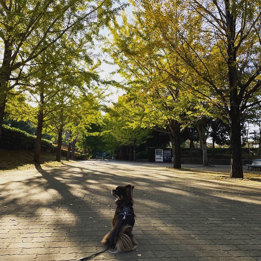 府川唯未さんのインスタグラム写真 - (府川唯未Instagram)「犬の日。  #11月1日 #犬の日 #世界中のみんなが幸せでありますように」11月1日 22時47分 - yumifukawa_official