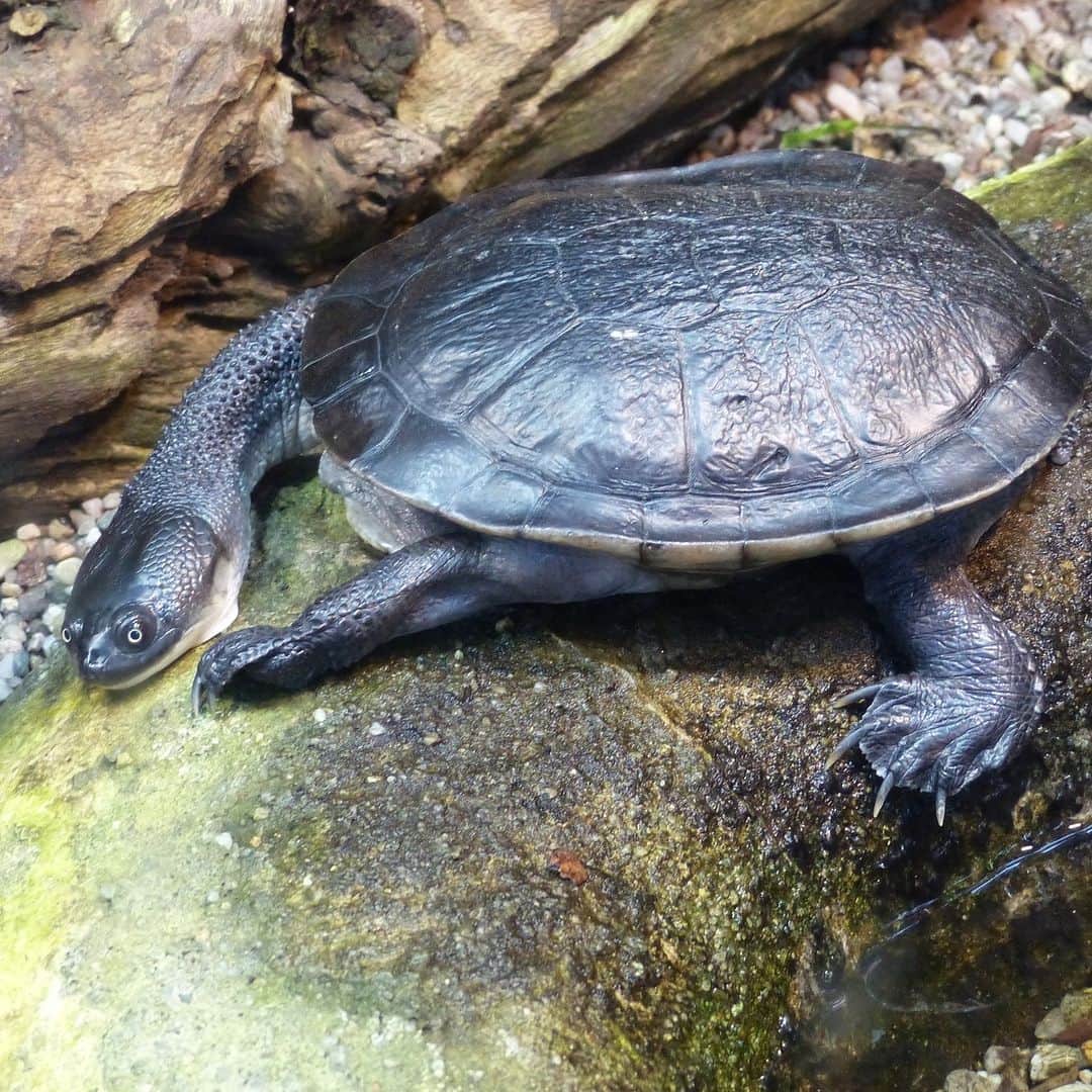 アメリカ自然史博物館のインスタグラム：「Turtle lovers, have you ever seen the Roti Island snake-necked turtle (Chelodina mccordi)? This reptile’s serpentine neck can measure about two-thirds the length of its carapace! When threatened, it can’t tuck its long neck into its shell like many other turtles can. Instead, it wraps its neck around its body like a scarf. You can find this species on Roti Island, Indonesia, where it inhabits wetlands such as lakes and swamps. Unfortunately, it’s critically endangered and threatened by habitat loss and hunting.   Photo:Chriest, CC BY-NC-SA 2.0, flickr #herpetology #reptiles #wildlife #naturephotograpy #didyouknow #animalfacts #biodiversity」