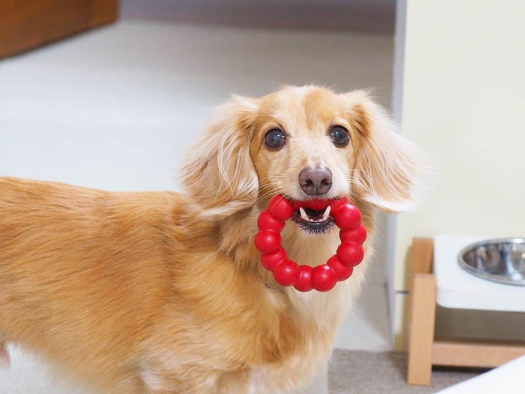 Sora Momoさんのインスタグラム写真 - (Sora MomoInstagram)「コングリングくわえてご機嫌なそら🐶🐾 ☺︎ 胃腸炎が意外と長引いてしまって今日やっと吐かなくなったそら 自らおもちゃ箱から出して来たコングリングくわえてご機嫌に遊んでました😊 コングリングくわえた顔ってなんか笑えるんだよね😆 ☺︎ #コングリングくわえて#ご機嫌#くわえた顔が笑える #やっと吐かなくなりました#元気が1番#ももはまだ #ダックス#ミニチュアダックス #dachshund #miniaturedachshund」11月1日 23時04分 - teratera_sorapu_