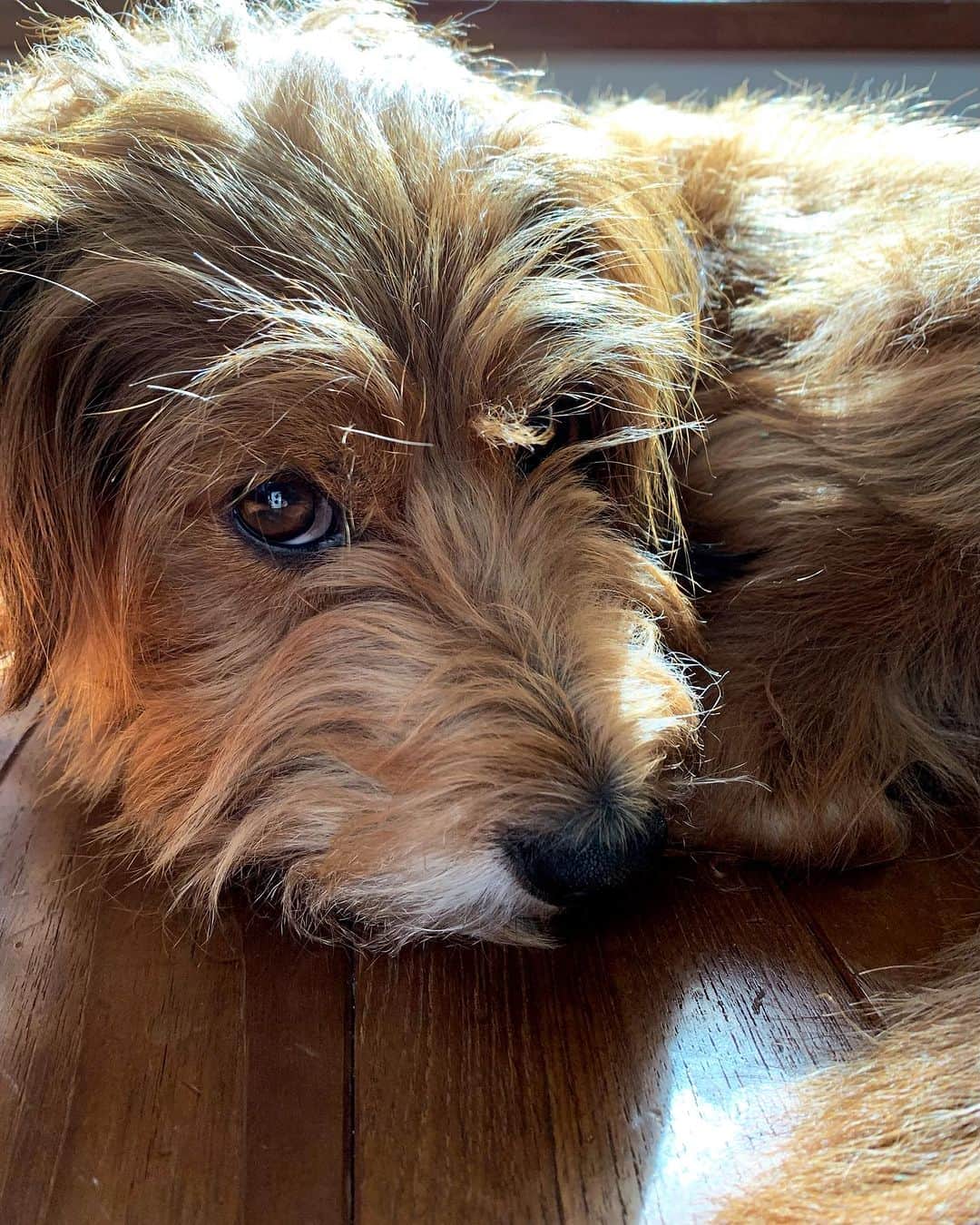 河口恭吾さんのインスタグラム写真 - (河口恭吾Instagram)「モッサモサのモギー 散歩から帰り猫みたいに丸くなってます。 床の色と合ってる。  さぁ、曲書くかぁ。  #保護犬と暮らそう  #保護犬との暮らし  #保護犬という選択を  #保護犬モギー」11月2日 10時11分 - kawaguchikyogo