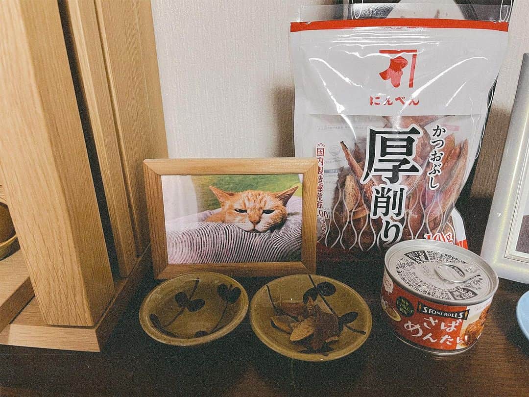 NakamuraEmiのインスタグラム：「🐈  先日はなの命日で、遅れて今日は弟もかえってきました。  カワムラさんからは生きてるときには絶対食べれなかったであろう缶詰と鰹節をいただきました。  さばめんたい。。笑　  生後2ヶ月、道路の真ん中で雨に打たれて死にそうになってるところを弟が拾ってきました。  大きくなりおばあちゃんとなり　野良猫だったくせにまぐろの刺身にもうるさく、いまだ刺身を買うときにこのまぐろは、はなが食べないやつなとなります。  さばめんたい　いっちゃってください。」