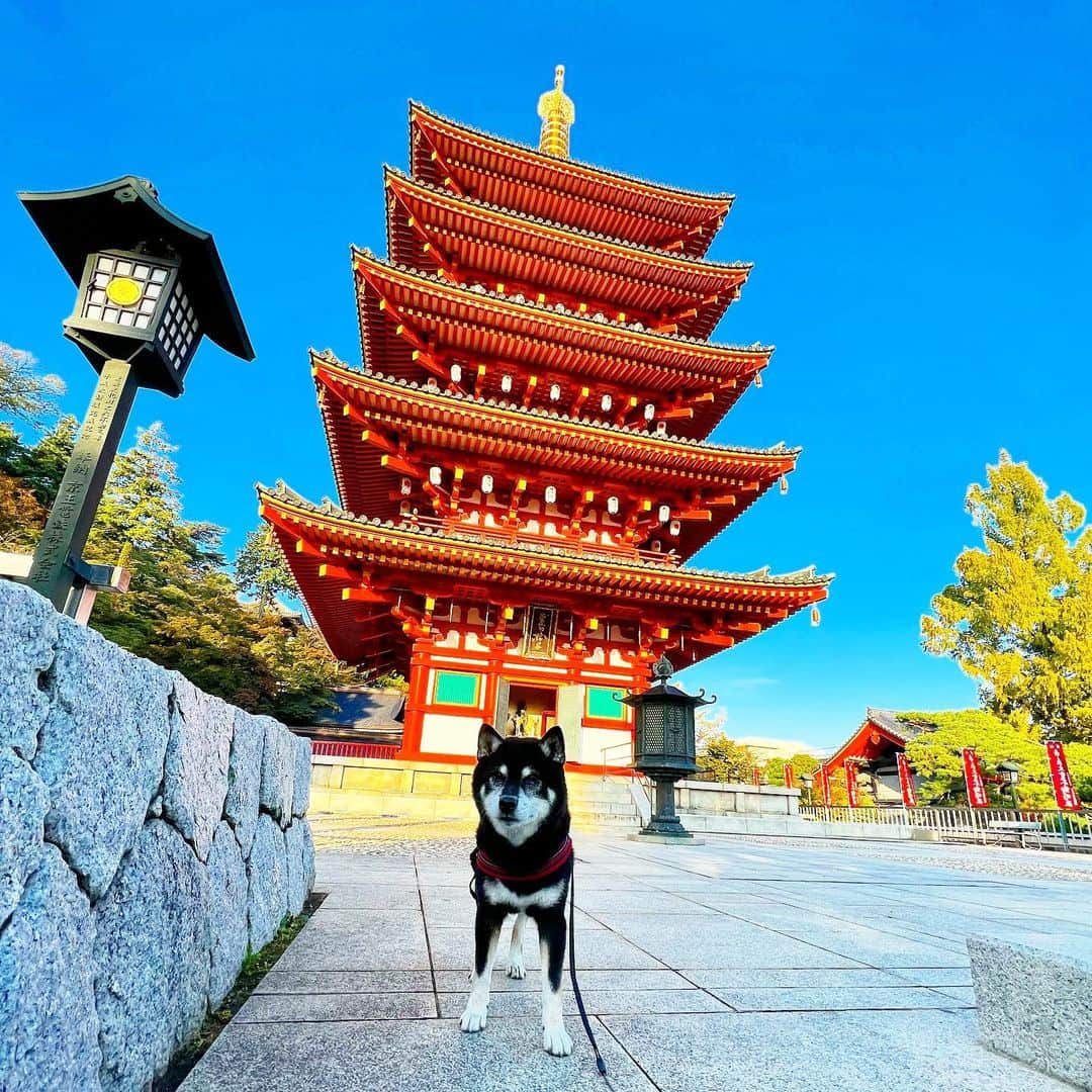 小川博永のインスタグラム：「気持ちいい秋晴れ。  #ししまる爺さん  #今朝まる #ししまる #dog #dogs #柴犬 #黒柴」