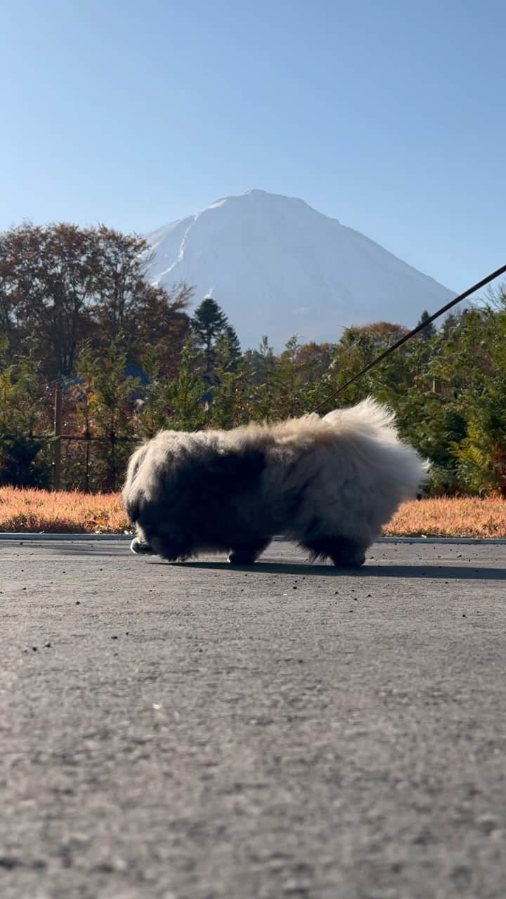 宮田和弥のインスタグラム：「富士山を眺めながら朝散歩！皆さんも好き良い1日を！#ペキニーズ #PEKINGESE #京巴 #dog #dogs #ウォンチビ #いぬスタグラム #犬スタグラム #いぬすた #宮田和弥 #wom #ウォンチビ」