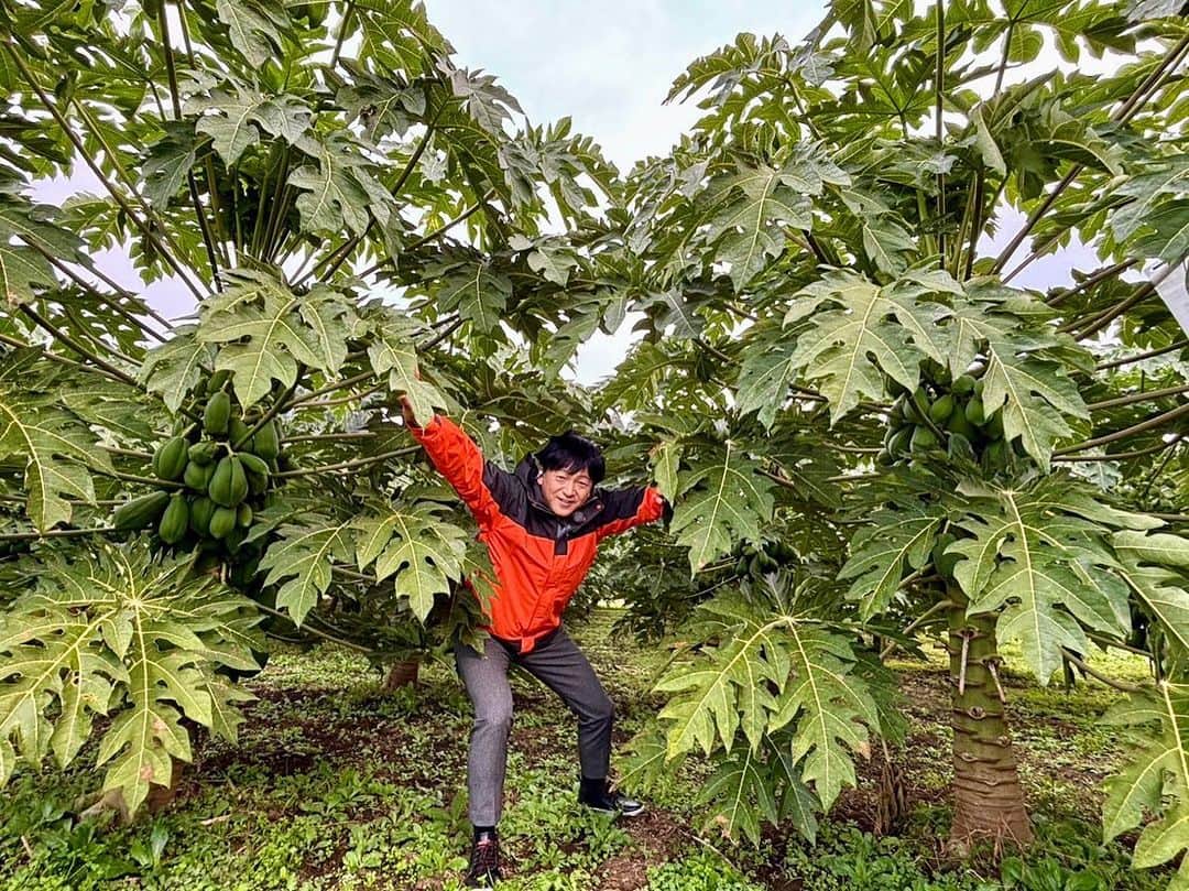 依田司さんのインスタグラム写真 - (依田司Instagram)「11月2日（木） 熱帯フルーツ『パパイヤ』を未成熟果のうちに野菜として食べる“青パパイヤ”をご紹介。 北関東に於ける“路地栽培”の方法を確立させ茨城県那珂市の【やぎぬま農園】では現在、立派なパパイヤたちが、例年以上に“たわわ・わ・わ”くらいに実り、収穫の終盤にあたるこの時期でも、まだまだ、実ができる前の“花”が沢山つくほどの豊作っぷりです。 パパイヤを全国に広めたいという強い思いから、今年は『資料館』なる物まで園内に建ててしまいました。オープンは連休初日の明日からを予定していたそうですが、お天気中継があったとのことで急遽、本日オープンに！また、カフェで頂ける「パパイヤシチュー＆おにぎりセット」の値段も決めて良いよとのことで、パパイヤにかけて「880円」とさせて頂きました。パパイヤはほのかに甘く、とろける食感。お試しあれ。  #パパイヤ #やぎぬま農園 #CHUMS #チャムス #依田さん #依田司 #お天気検定 #テレビ朝日 #グッドモーニング #気象予報士 #お天気キャスター #森林インストラクター #グリーンセイバーアドバンス #プロジェクトワイルド #IPCC伝導者 #japan #japantrip #japantravel #unknownjapan #japanAdventure #japanlife #lifeinjapan #instagramjapan #instajapan #療癒 #ilovejapan #weather #weathercaster #weatherforecast」11月2日 8時53分 - tsukasa_yoda