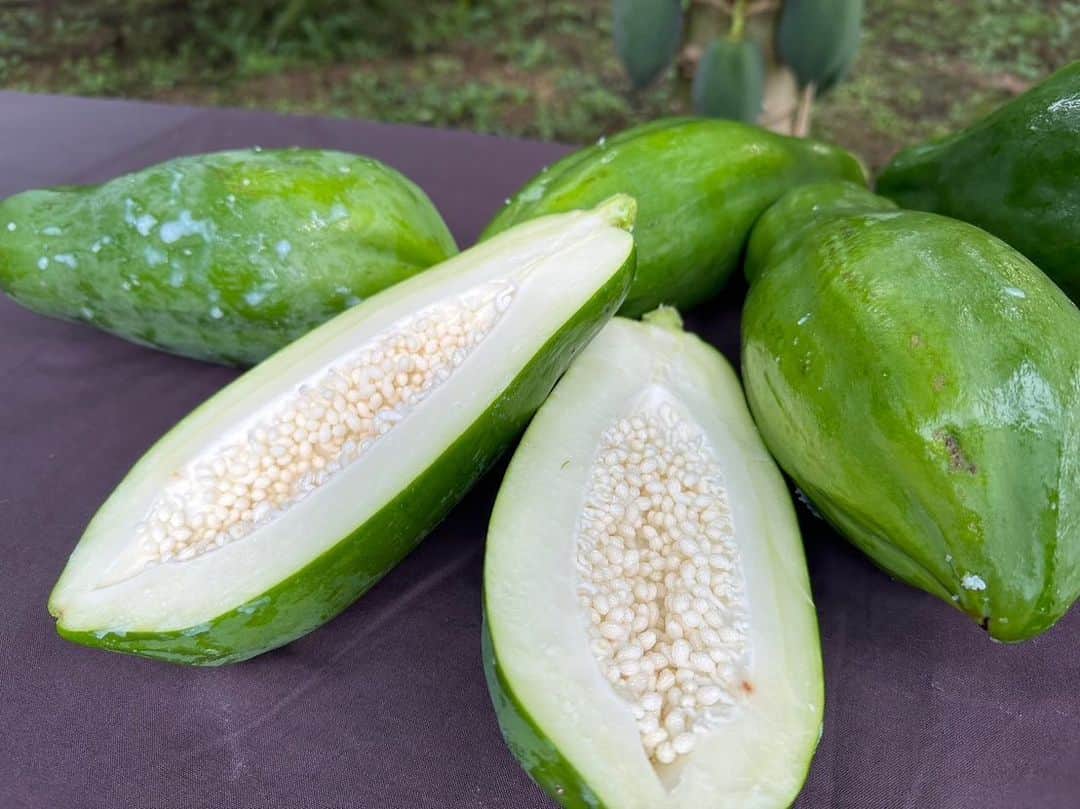 依田司さんのインスタグラム写真 - (依田司Instagram)「11月2日（木） 熱帯フルーツ『パパイヤ』を未成熟果のうちに野菜として食べる“青パパイヤ”をご紹介。 北関東に於ける“路地栽培”の方法を確立させ茨城県那珂市の【やぎぬま農園】では現在、立派なパパイヤたちが、例年以上に“たわわ・わ・わ”くらいに実り、収穫の終盤にあたるこの時期でも、まだまだ、実ができる前の“花”が沢山つくほどの豊作っぷりです。 パパイヤを全国に広めたいという強い思いから、今年は『資料館』なる物まで園内に建ててしまいました。オープンは連休初日の明日からを予定していたそうですが、お天気中継があったとのことで急遽、本日オープンに！また、カフェで頂ける「パパイヤシチュー＆おにぎりセット」の値段も決めて良いよとのことで、パパイヤにかけて「880円」とさせて頂きました。パパイヤはほのかに甘く、とろける食感。お試しあれ。  #パパイヤ #やぎぬま農園 #CHUMS #チャムス #依田さん #依田司 #お天気検定 #テレビ朝日 #グッドモーニング #気象予報士 #お天気キャスター #森林インストラクター #グリーンセイバーアドバンス #プロジェクトワイルド #IPCC伝導者 #japan #japantrip #japantravel #unknownjapan #japanAdventure #japanlife #lifeinjapan #instagramjapan #instajapan #療癒 #ilovejapan #weather #weathercaster #weatherforecast」11月2日 8時53分 - tsukasa_yoda