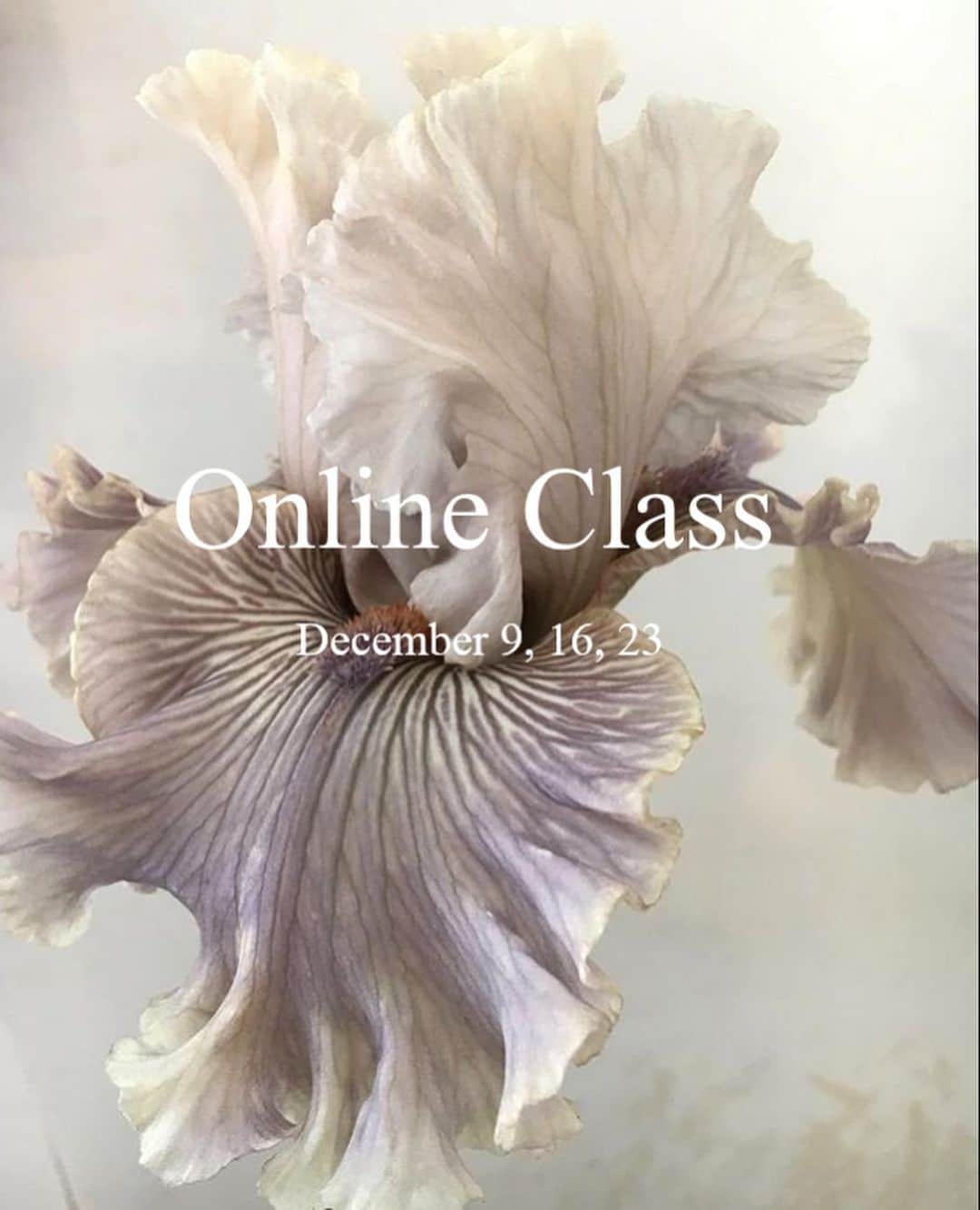 のインスタグラム：「ㅡ Atelier soo. Zoomclass  Buttercream piping  Basic + advanced (3days) December 9,16,23  Learn to pipe realistic buttercream flowers,coloring, techniques. For more information, please contact  Wechat: Joeonrim line: joeonrim Whatsapp: +821081818678 joeonrim@gmail.com  Thank you, as always 🤍」