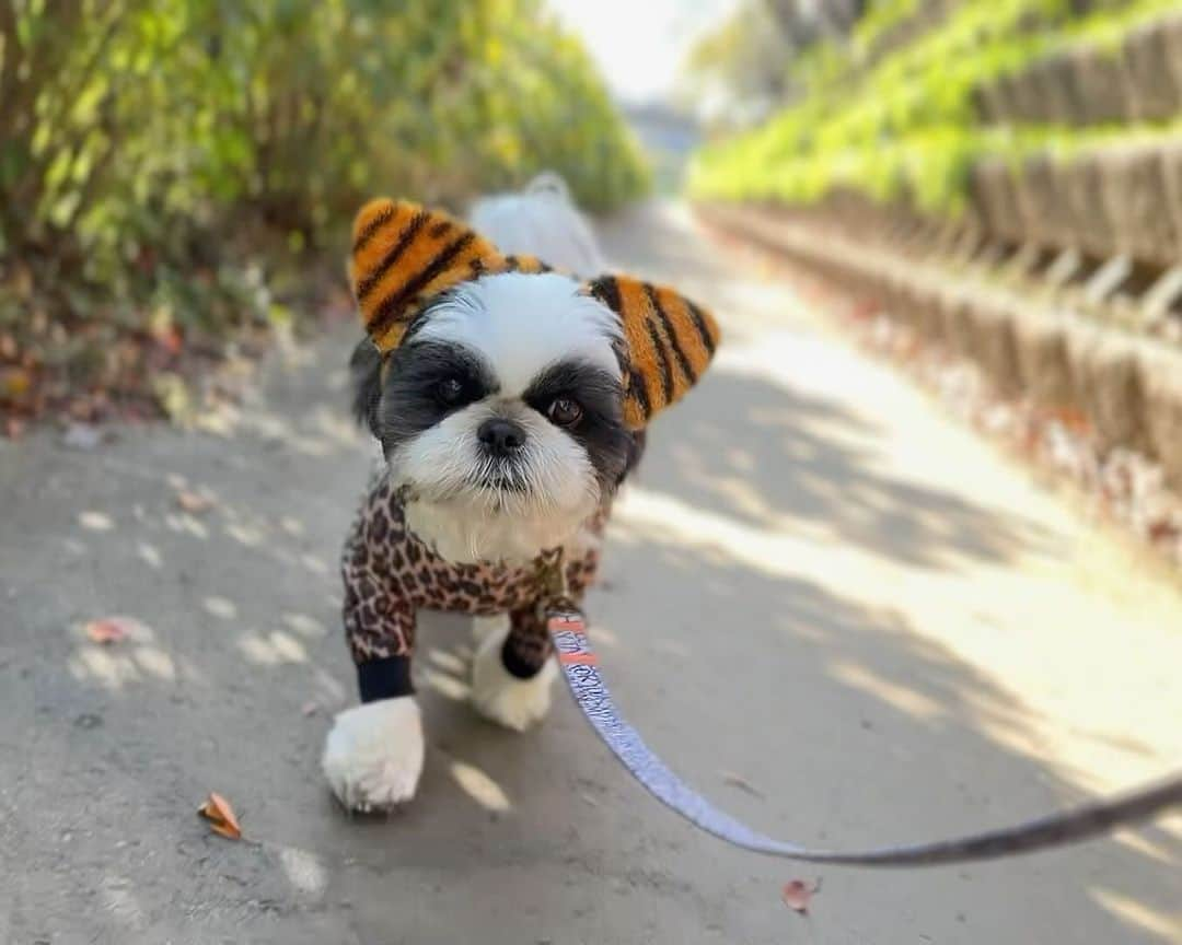 いくらのインスタグラム：「ダーマの神殿に行って虎に転職しました🐶→🐯💕 ・ モテモテのスキルを身につけたいと思います🤤🙌💕 ・ ・ #シーズー #いぬすたぐらむ #shihtzu #shihtzulovers #east_dog_japan #todayswanko #シーズー大好き部 #ロングまつ毛ワンコの会 #西施犬 #犬 #愛犬 #mydog #dogstagram #instadog #犬バカ部 #わんこ」