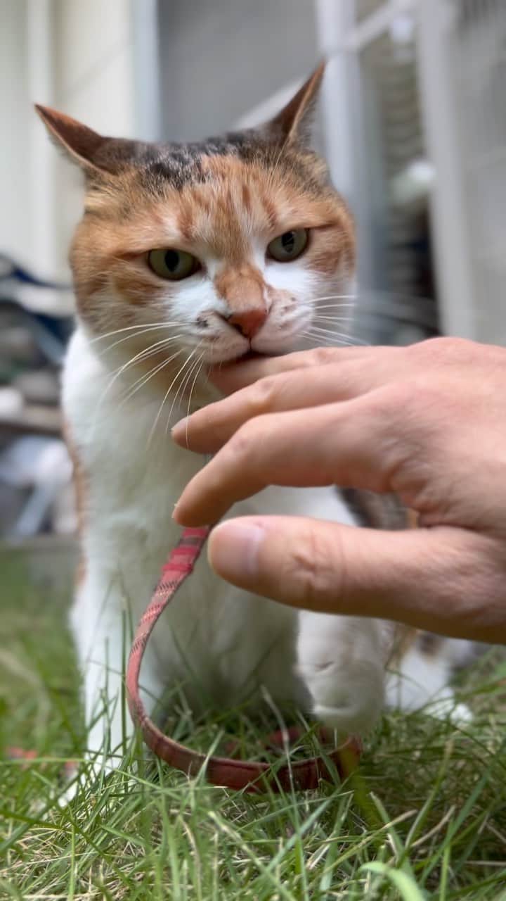 のインスタグラム：「おはよ #ポチ実 #三毛猫」