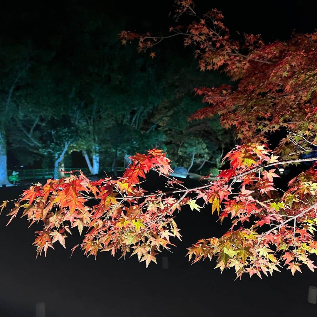 熊本城さんのインスタグラム写真 - (熊本城Instagram)「【熊本城イベントニュース】 ～旧細川刑部邸限定公開と紅葉ライトアップ（城あかり）を開催します🍁～  紅葉の時期にあわせ、旧細川刑部邸の庭園公開と木々をライトアップします！ また、梅園には竹あかりのオブジェを設置し、通常は入ることができないエリアを一般開放し散策をお楽しみいただけます！  熊本地震の影響により、邸内への入場はできませんが、庭園内の紅葉をお楽しみいただけます。夜間は竹あかりなどを置き、幻想的な空間を演出します。また、期間中土日のみのお城まつりバージョン「熊本城ライトアップ」と「二の丸竹あかり」を同時開催し、「秋のくまもとお城まつり 城あかり」として、通常見られない幻想的な空間をお楽しみください。  令和6年度からは、旧細川刑部邸の復旧工事が始まるため、完成予定の令和10年度までは旧細川刑部邸限定公開と紅葉ライトアップを見ることはできなくなります。 現状での公開は見納めとなりますので、ぜひこの機会にお越しください！ ※ペットを連れてのご入園はキャリーバッグ、カートをご使用ください。  日程等は以下のとおりです。 期日：11月17日（金）～12月3日（日） 時間：9：00～21：00 場所：旧細川刑部邸 費用：無料 ※期間中の夕方、桜町バスターミナルと旧細川刑部邸をつなぐ紅葉臨時バス（有料）を運行します。 ※熊本城駐車場（二の丸駐車場、三の丸第一駐車場、三の丸第二駐車場）を21時30分（最終入庫20時30分）まで延長します。  多くのご来城お待ちしております！！ #kumamoto #japan #japantrip #instagood #instagram #kumamotocastle #日本 #熊本 #熊本城 #城 #castle #加藤清正 #日本100名城 #熊本観光 #観光 #trip #cooljapan #秋のくまもとお城まつり #城あかり #旧細川刑部邸 #紅葉 #祭り #秋」11月2日 9時08分 - kumamoto_castle