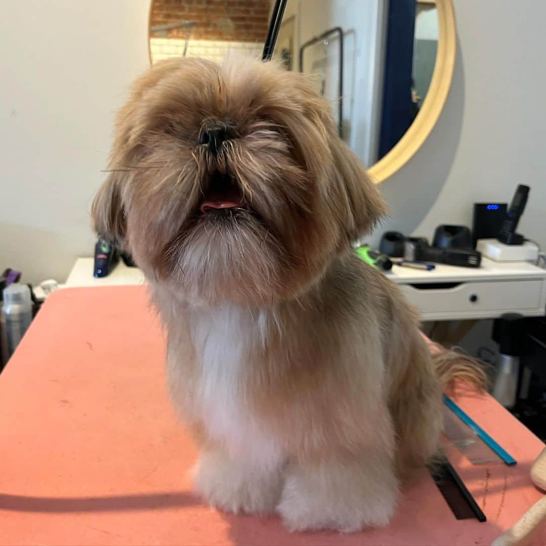 Dogs by Ginaさんのインスタグラム写真 - (Dogs by GinaInstagram)「Yumi the shih tzu🤍 Swipe for before」11月2日 9時15分 - napanatural.dogco
