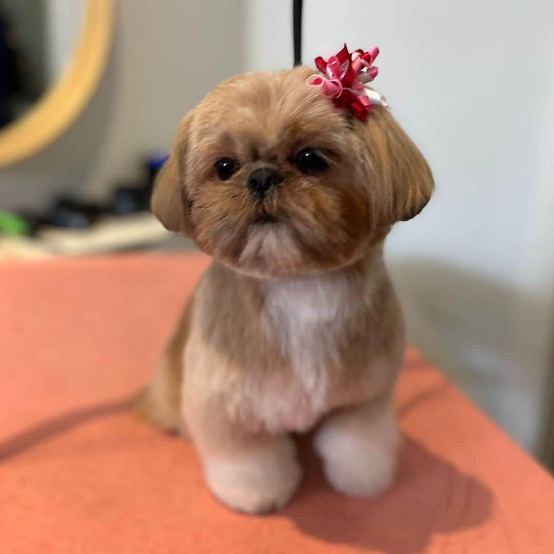 Dogs by Ginaさんのインスタグラム写真 - (Dogs by GinaInstagram)「Yumi the shih tzu🤍 Swipe for before」11月2日 9時15分 - napanatural.dogco
