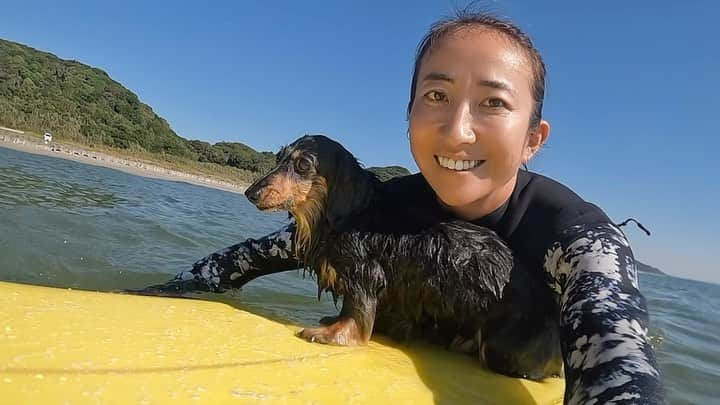 金子藍のインスタグラム：「みーちゃんと沖でぷかぷか♨️  キャンピングカー🚗かテント⛺️買って ミニョンと旅したい🩵❤️  #サーフィン #ミニチュアダックス #キャンプ #伊良湖 #犬と海 #犬とおでかけ #犬との暮らし #犬と旅行」