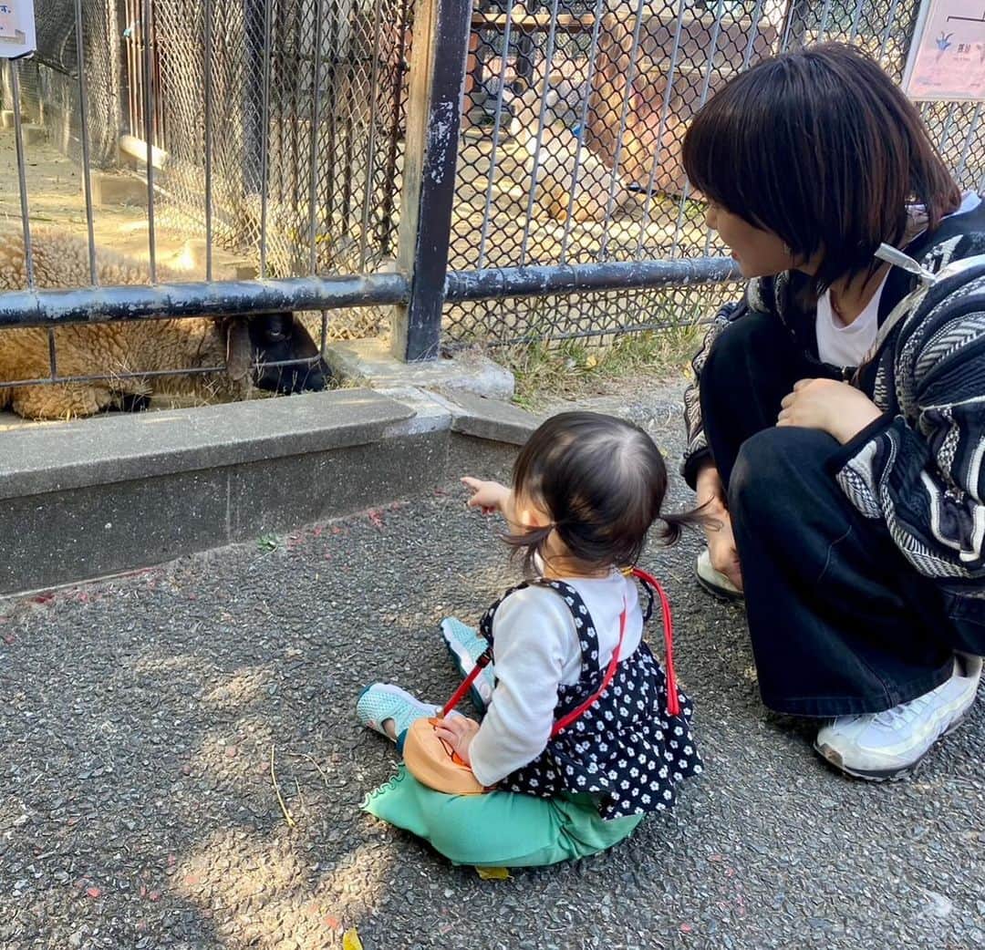 深瀬智聖さんのインスタグラム写真 - (深瀬智聖Instagram)「動物が好きな娘を連れて 福岡市動植物園にいってきたよ！  ちゃんと回ったの初めてだったかも…🫣 平日なのに遠足の学校や幼稚園のみなさんで賑わっていました^ ^   ガラス越しのトラさん、 近いし迫力があって大人も大興奮🐅 でも娘が1番喜んでいたのはモルモットと ひっ…羊だったんだよなぁ、、  🐘像さんが来るの楽しみー😆！  #動物園 #福岡市動物園 #福岡市動植物園」11月2日 9時30分 - chiseifukase